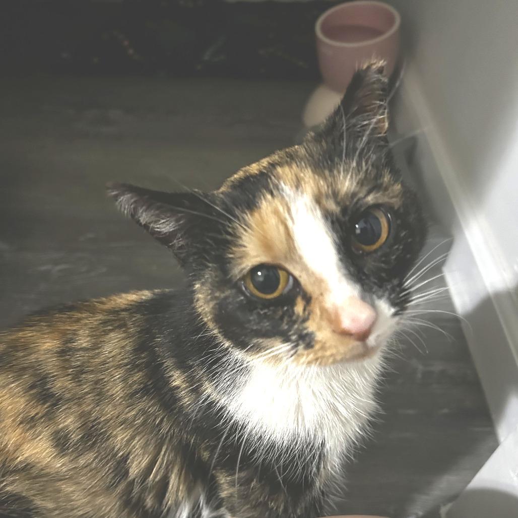 Enlarge May, a Adoptable Domestic Short Hair in New York, NY image 1/6