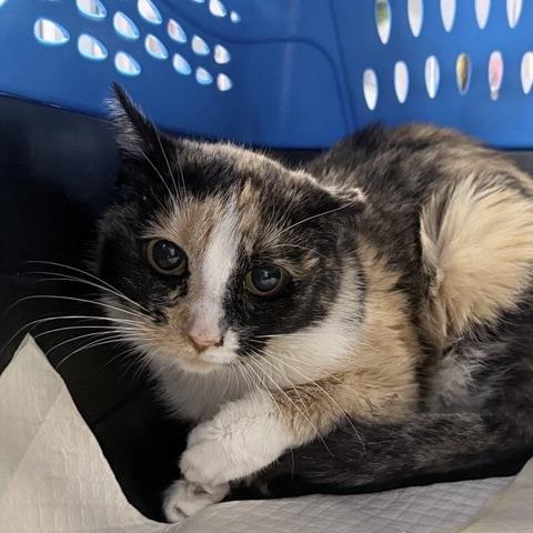 Enlarge May, a Adoptable Domestic Short Hair in New York, NY image 2/6