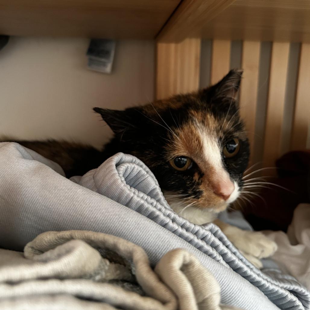Enlarge May, a Adoptable Domestic Short Hair in New York, NY image 3/6