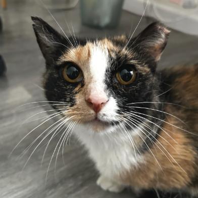 Enlarge May, a Adoptable Domestic Short Hair in New York, NY image 4/6