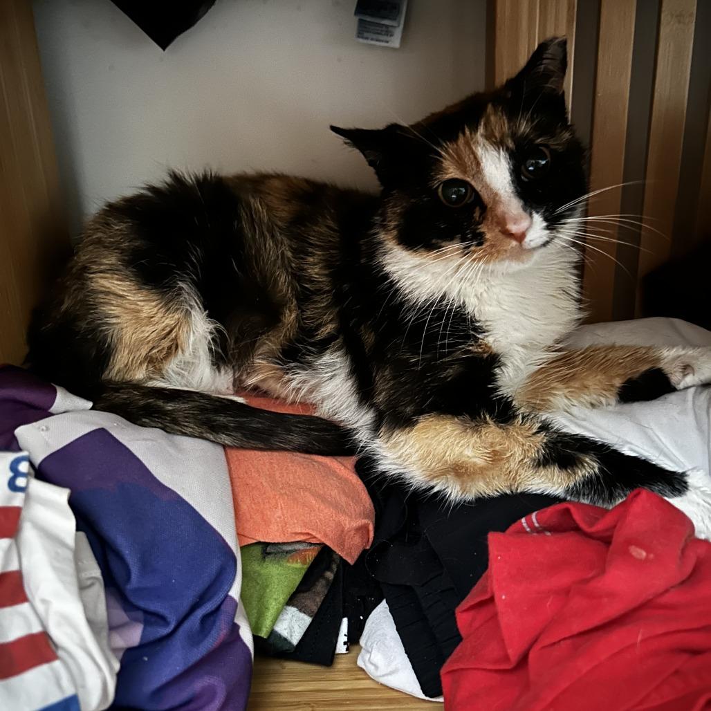 Enlarge May, a Adoptable Domestic Short Hair in New York, NY image 5/6