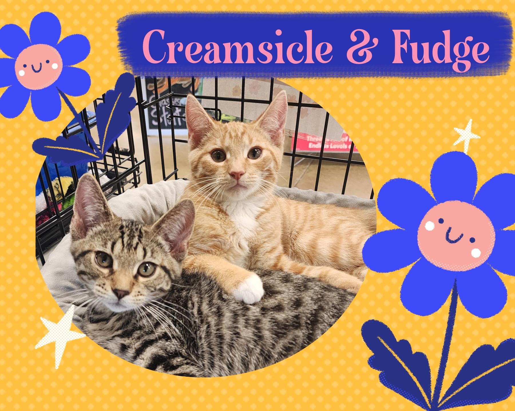 Creamsicle & Fudge(Bonded brothers)