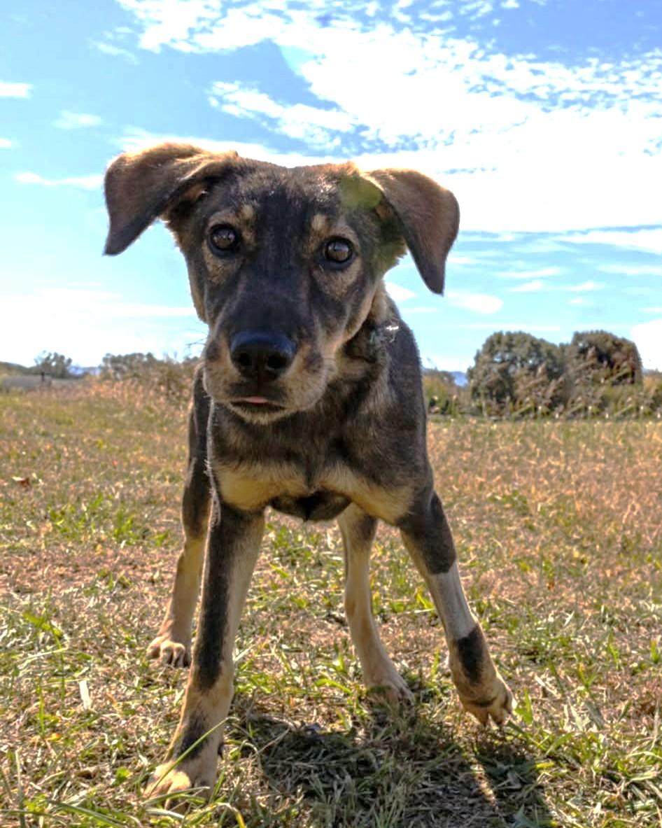 Enlarge Clara, a ADOPTABLE mixed breed in Greeneville, TN image 2/6