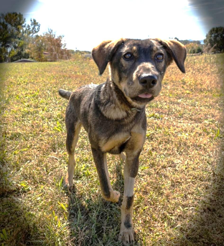Clara, ADOPTABLE, Puppy Female Shepherd & Hound.