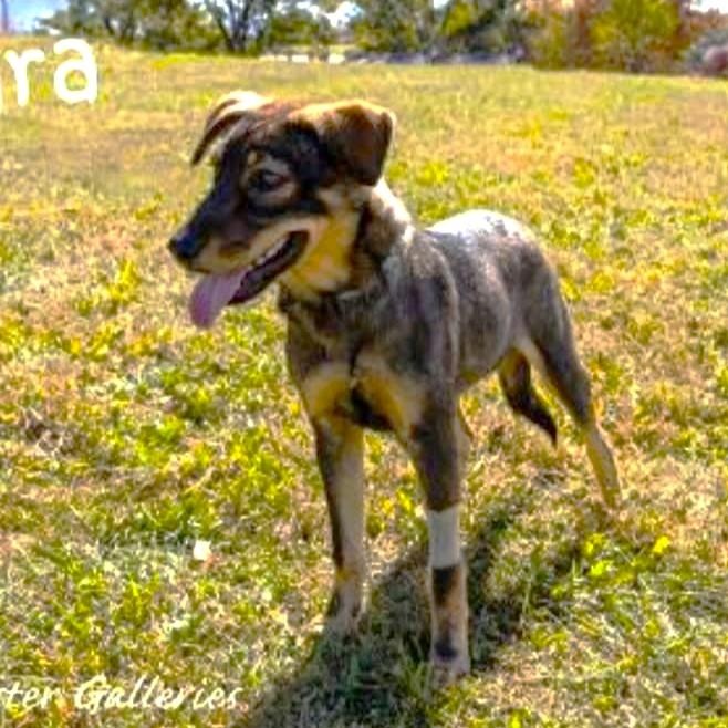 Enlarge Clara, a ADOPTABLE mixed breed in Greeneville, TN image 5/6
