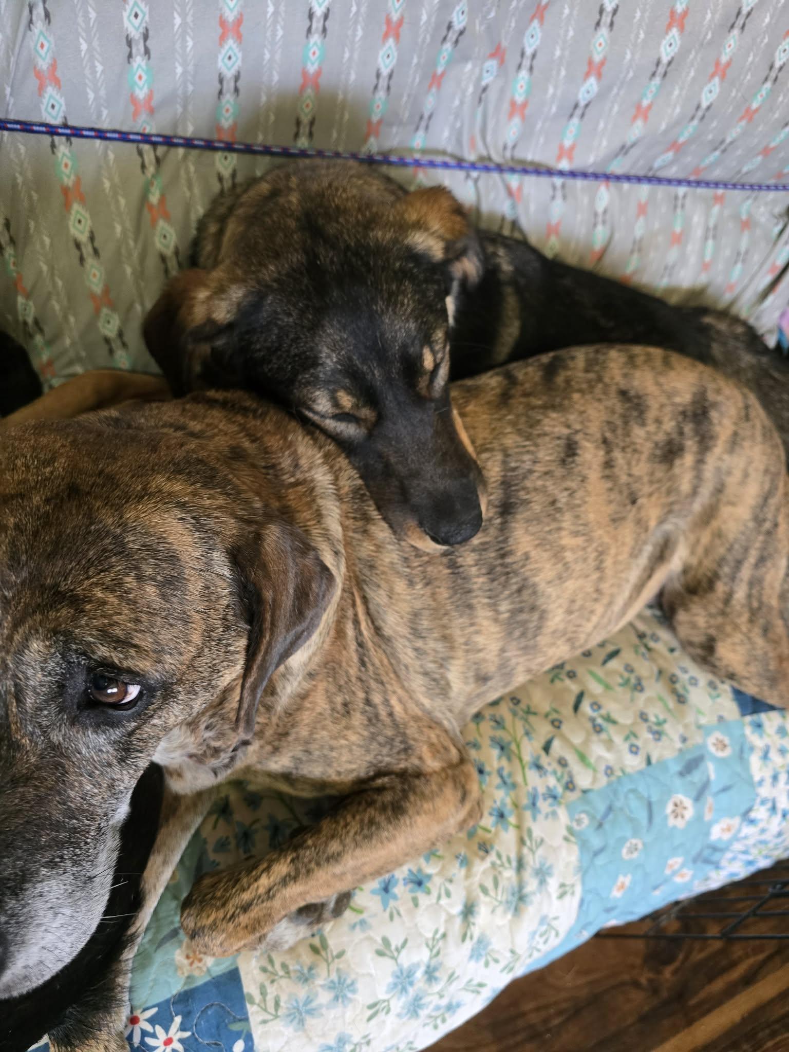 Enlarge Clara, a ADOPTABLE mixed breed in Greeneville, TN image 4/6