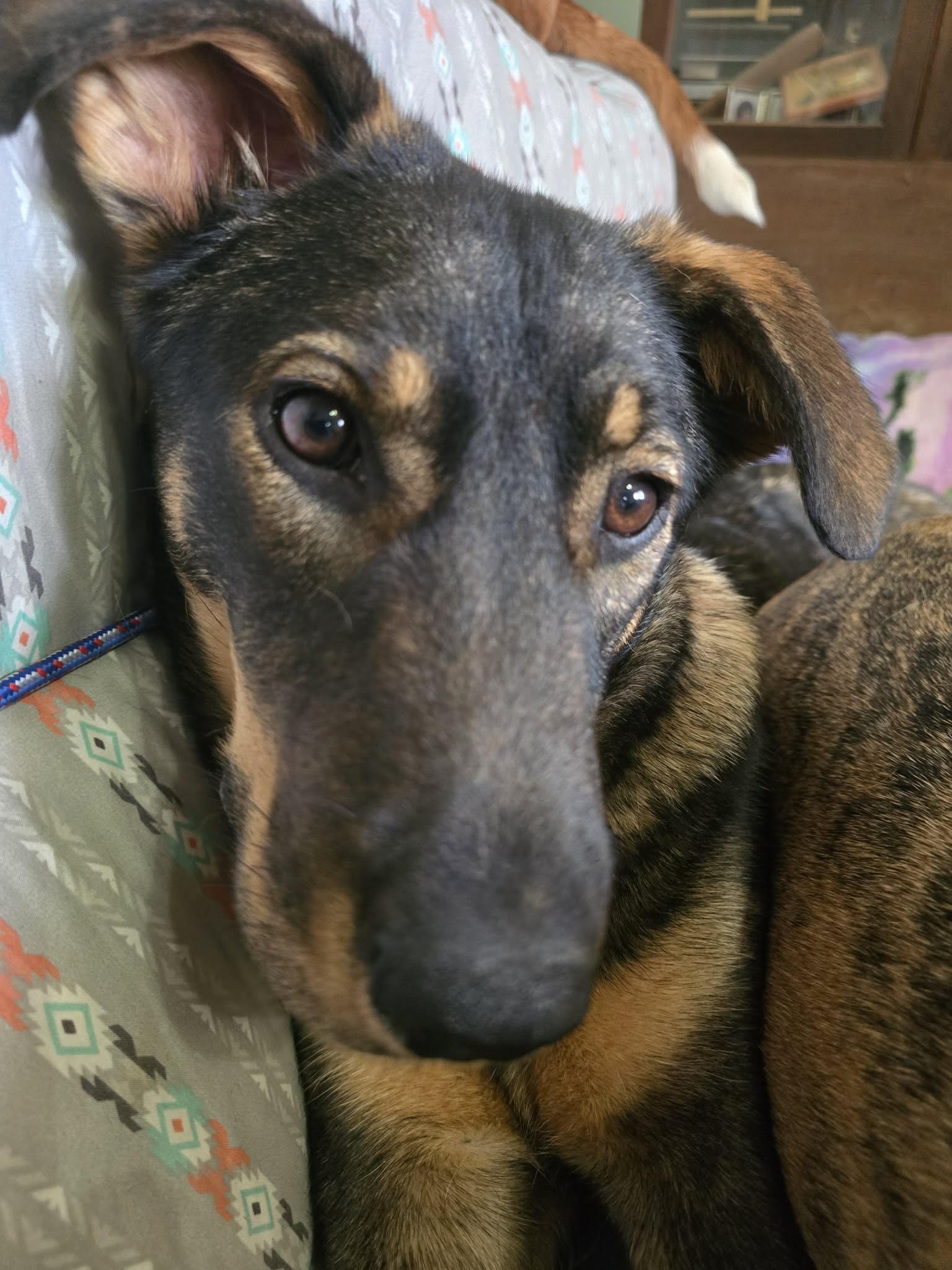 Enlarge Clara, a ADOPTABLE mixed breed in Greeneville, TN image 3/6