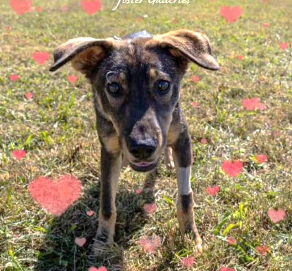 Enlarge Clara, a ADOPTABLE mixed breed in Greeneville, TN image 6/6