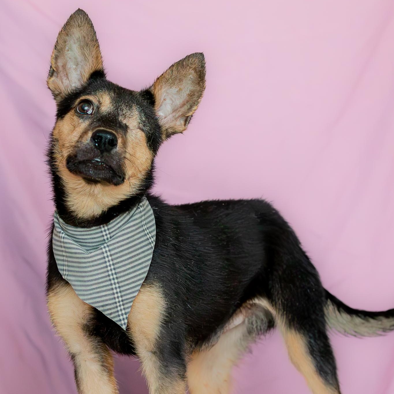Pozole, adoptable, Young Male Miniature Pinscher.