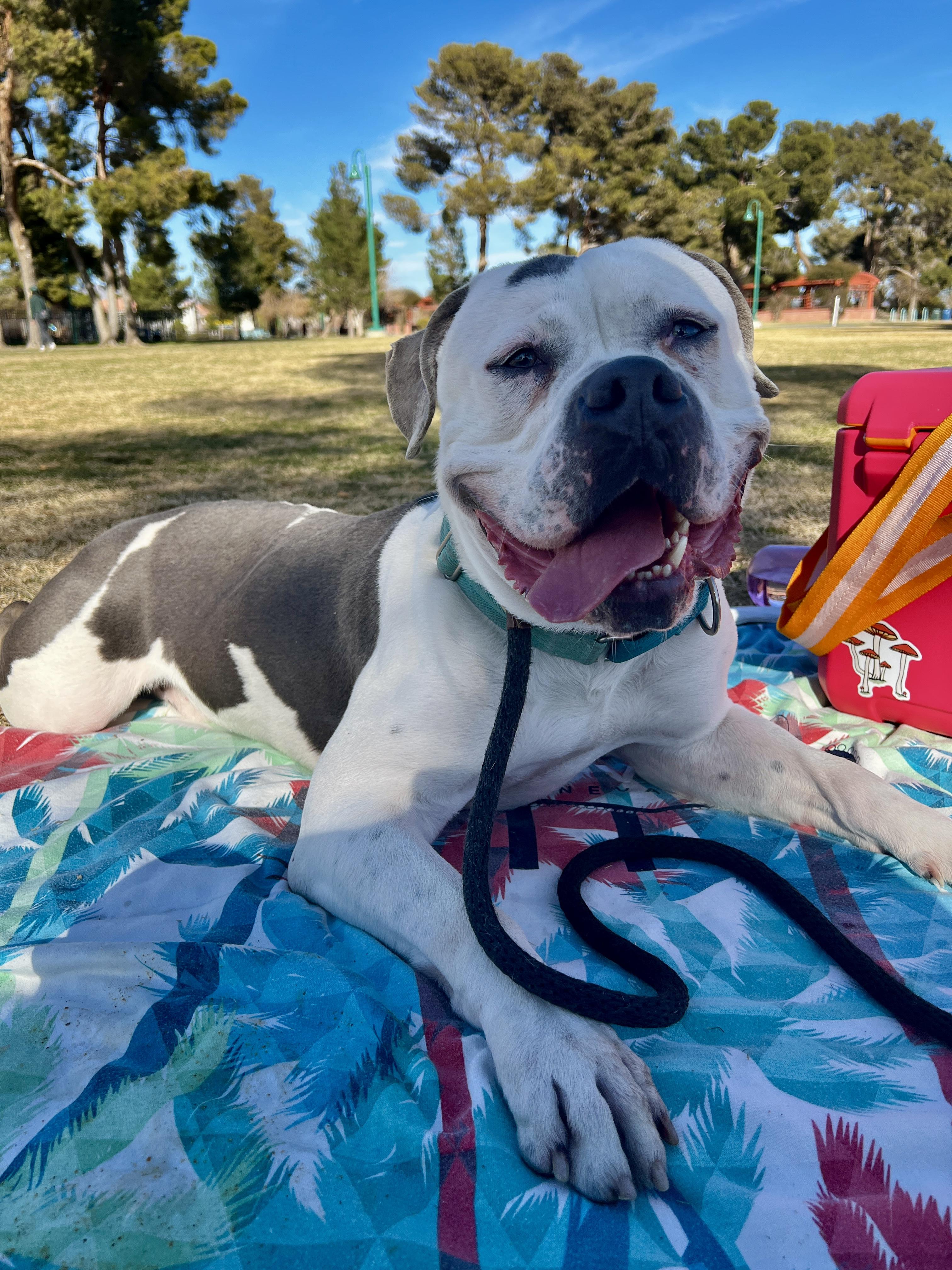 Enlarge G.O.A.T., a Adopted mixed breed in Las Vegas, NV image 1/4