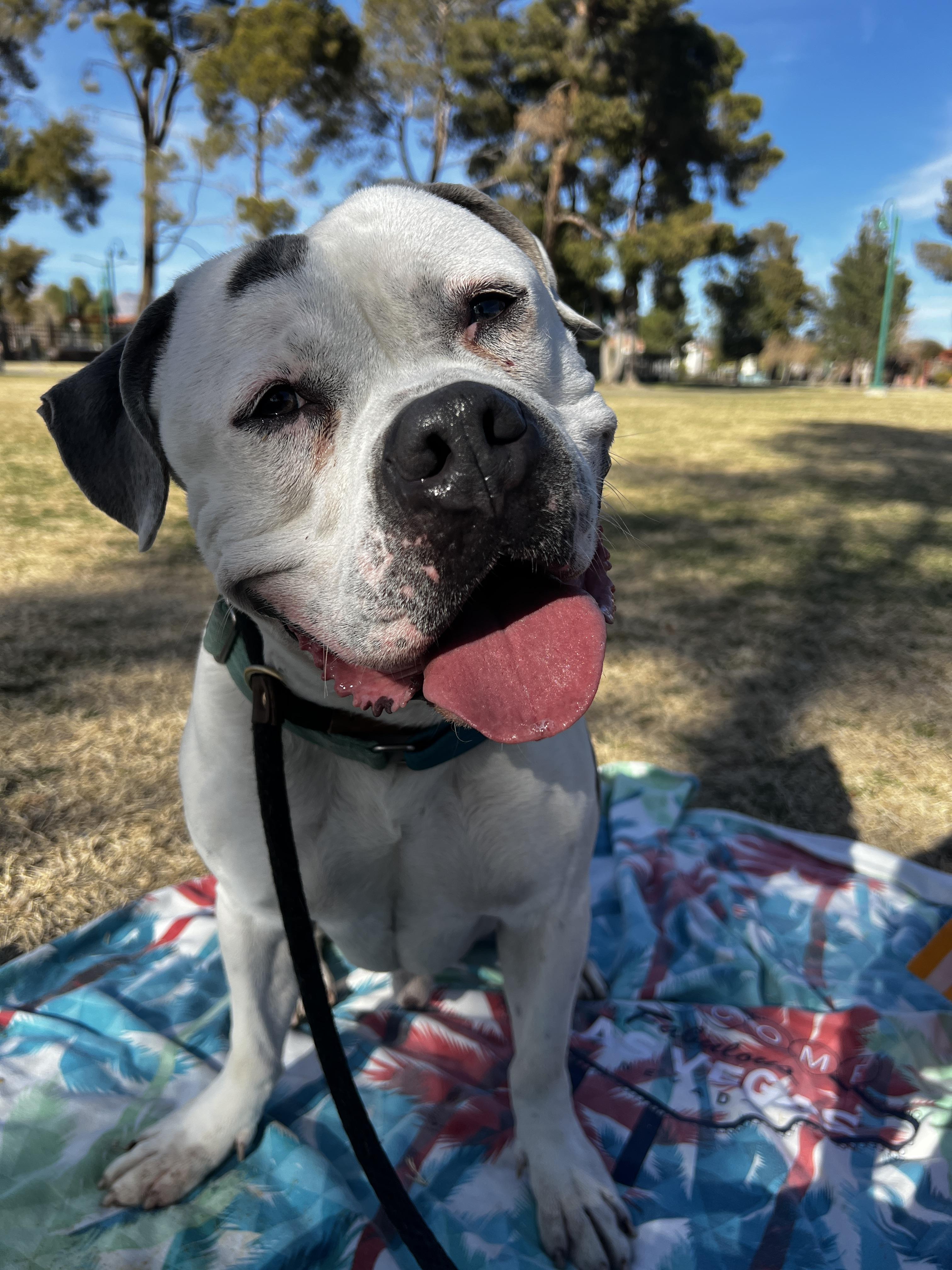 Enlarge G.O.A.T., a Adopted mixed breed in Las Vegas, NV image 2/4