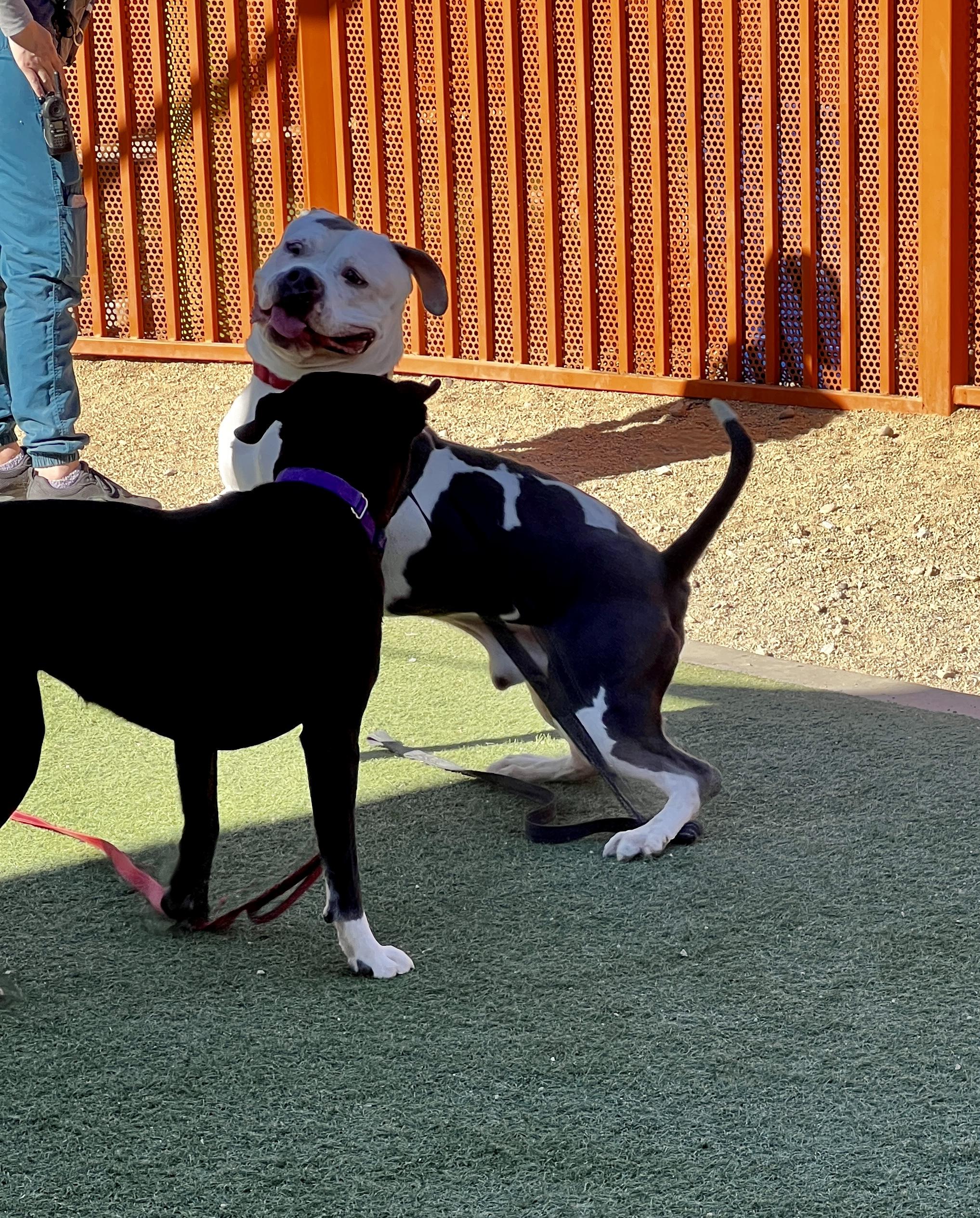 Enlarge G.O.A.T., a Adopted mixed breed in Las Vegas, NV image 3/4