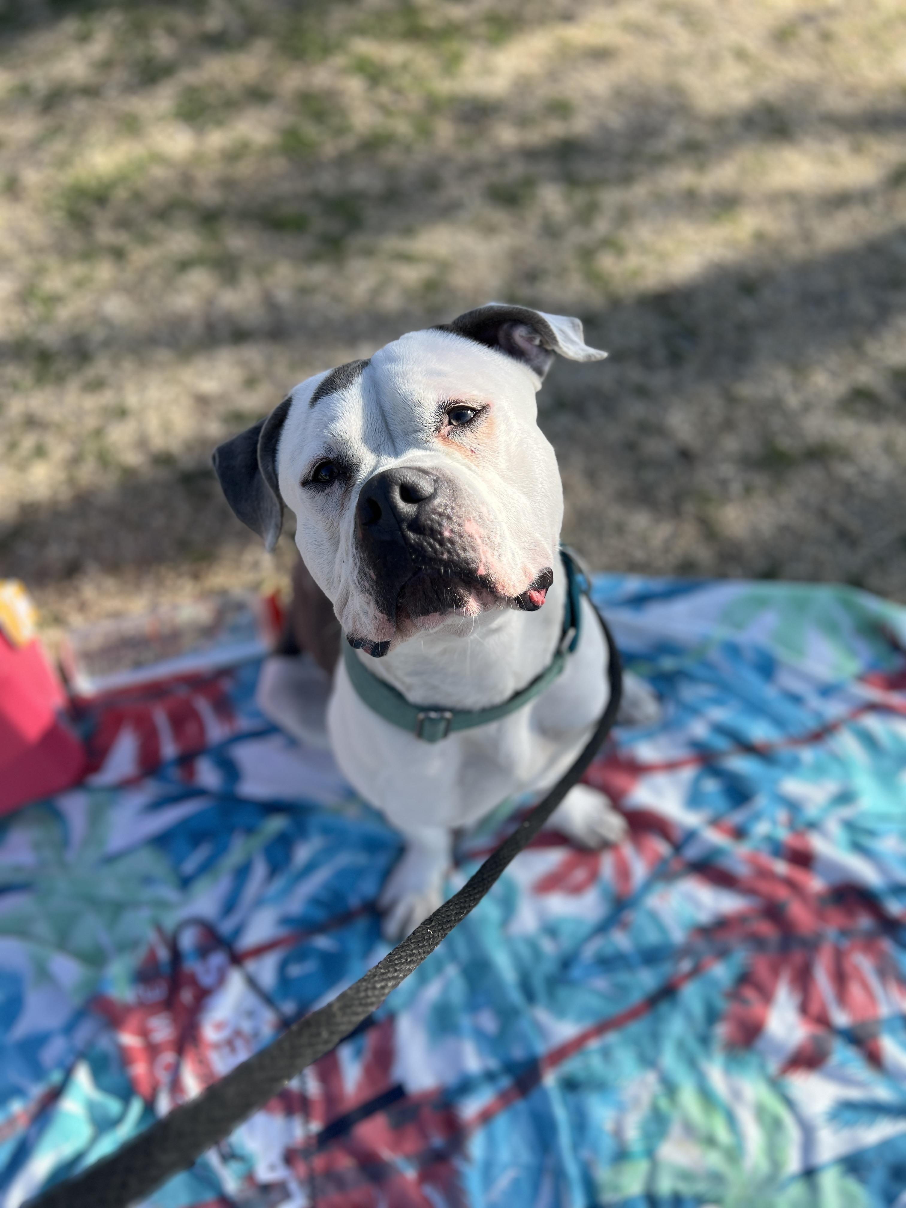 Enlarge G.O.A.T., a Adopted mixed breed in Las Vegas, NV image 4/4