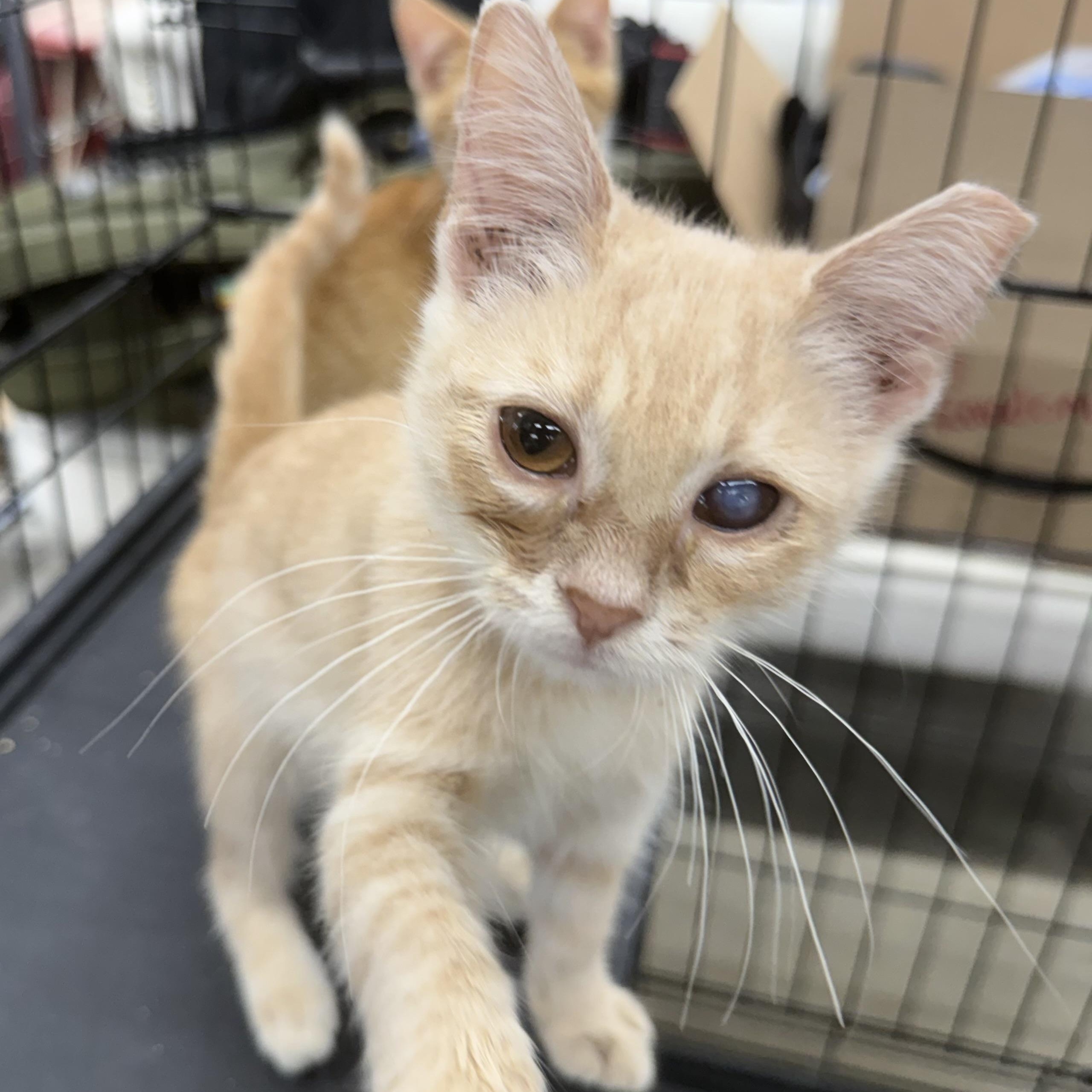 Blake, Adoptable, Kitten Male Domestic Short Hair.