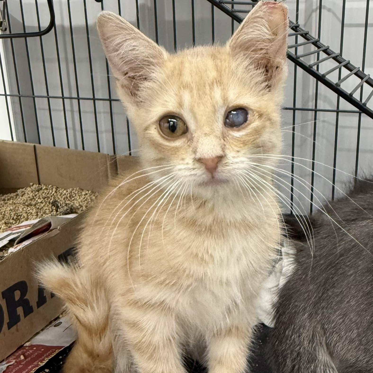 Blake, a Adoptable Domestic Short Hair in Richmond, MO image 2/2