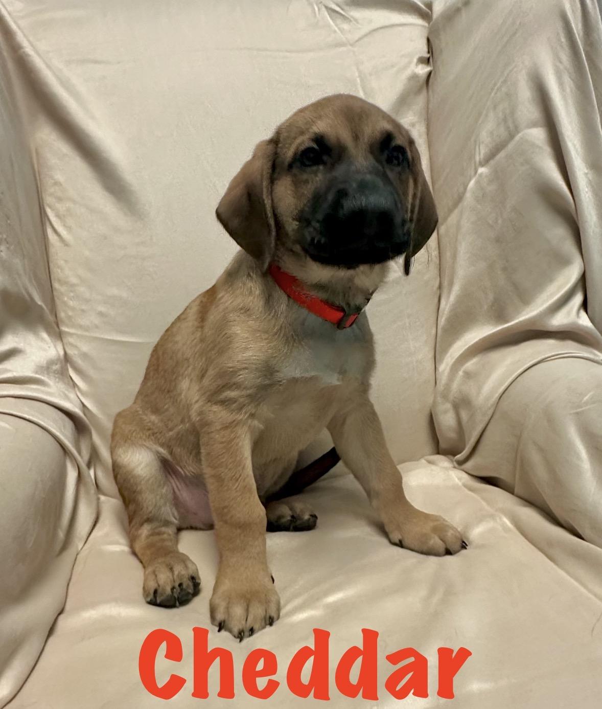 Enlarge Cheddar, a ADOPTABLE mixed breed in Walker, LA image 1/2