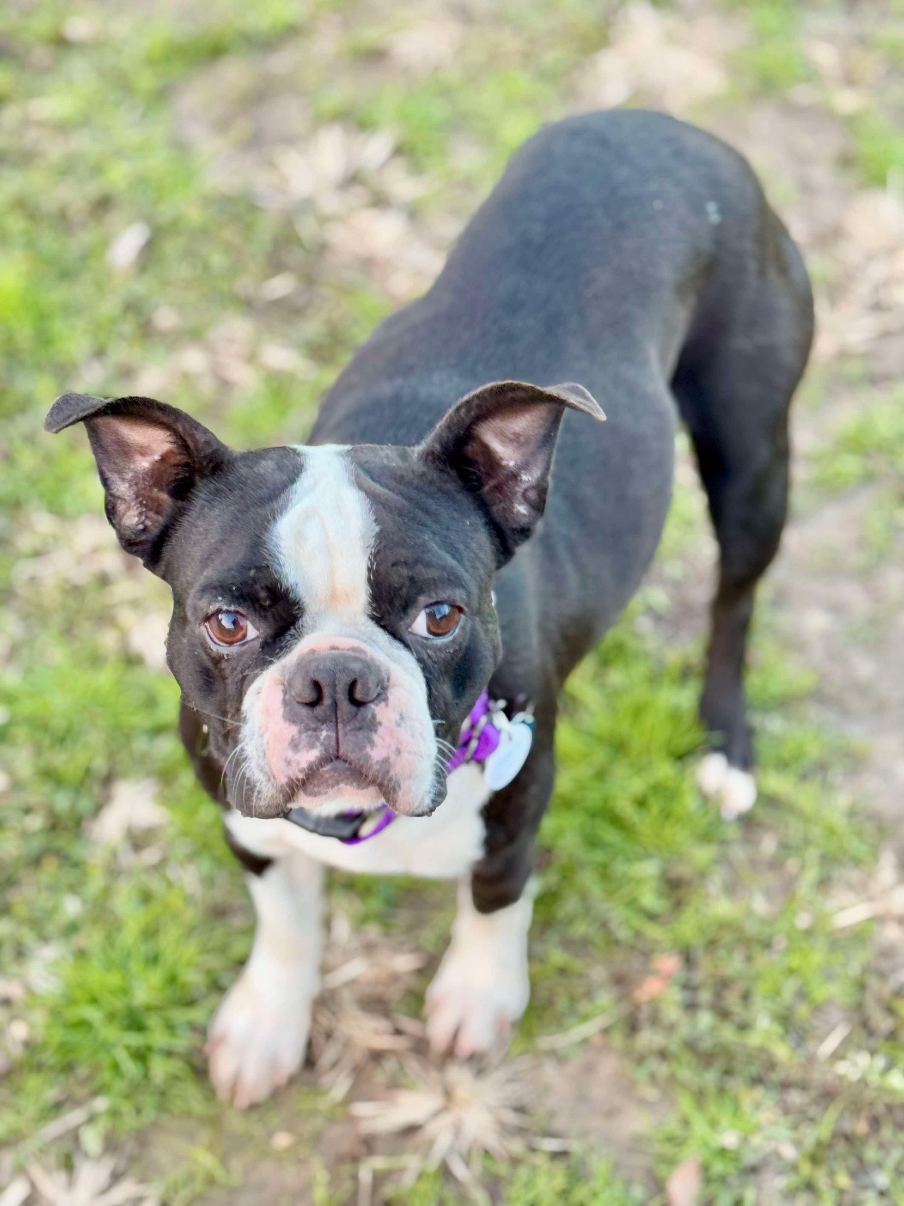 Enlarge Muffin, a Adoptable Boston Terrier in Muskogee, OK image 2/2