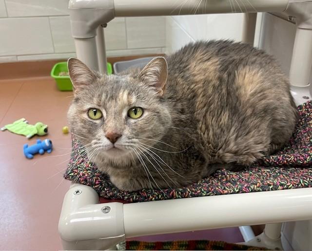 Snowy, adopted, Senior Female Domestic Short Hair.