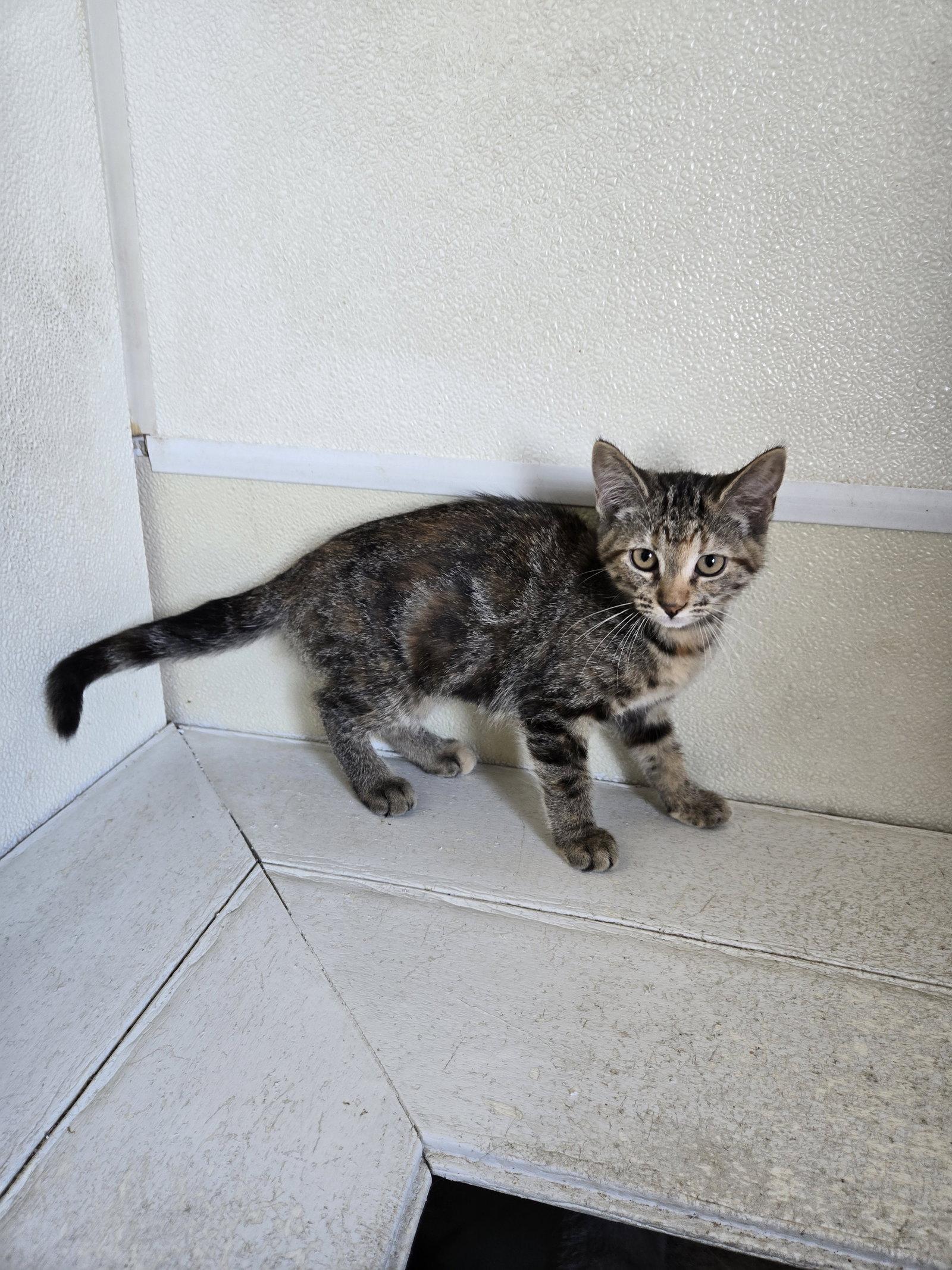 Enlarge Lily, a Adoptable mixed breed in Maquoketa, IA image 1/1