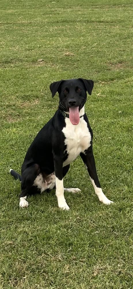 Camden, Adoptable, Young Male Catahoula Leopard Dog & Cattle Dog.
