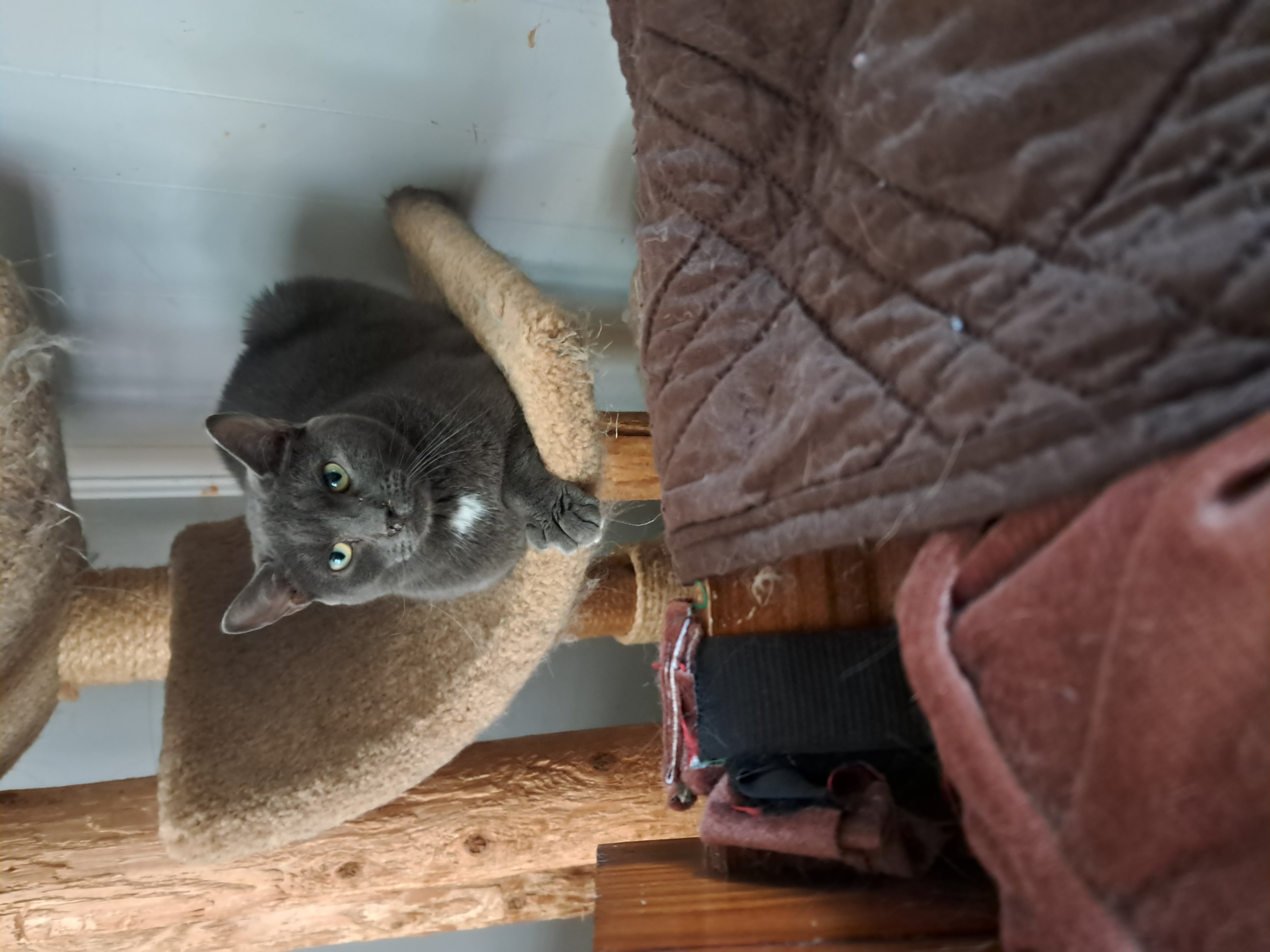 Rosa mae, a Adoptable Domestic Short Hair in Nanticoke, PA image 4/6