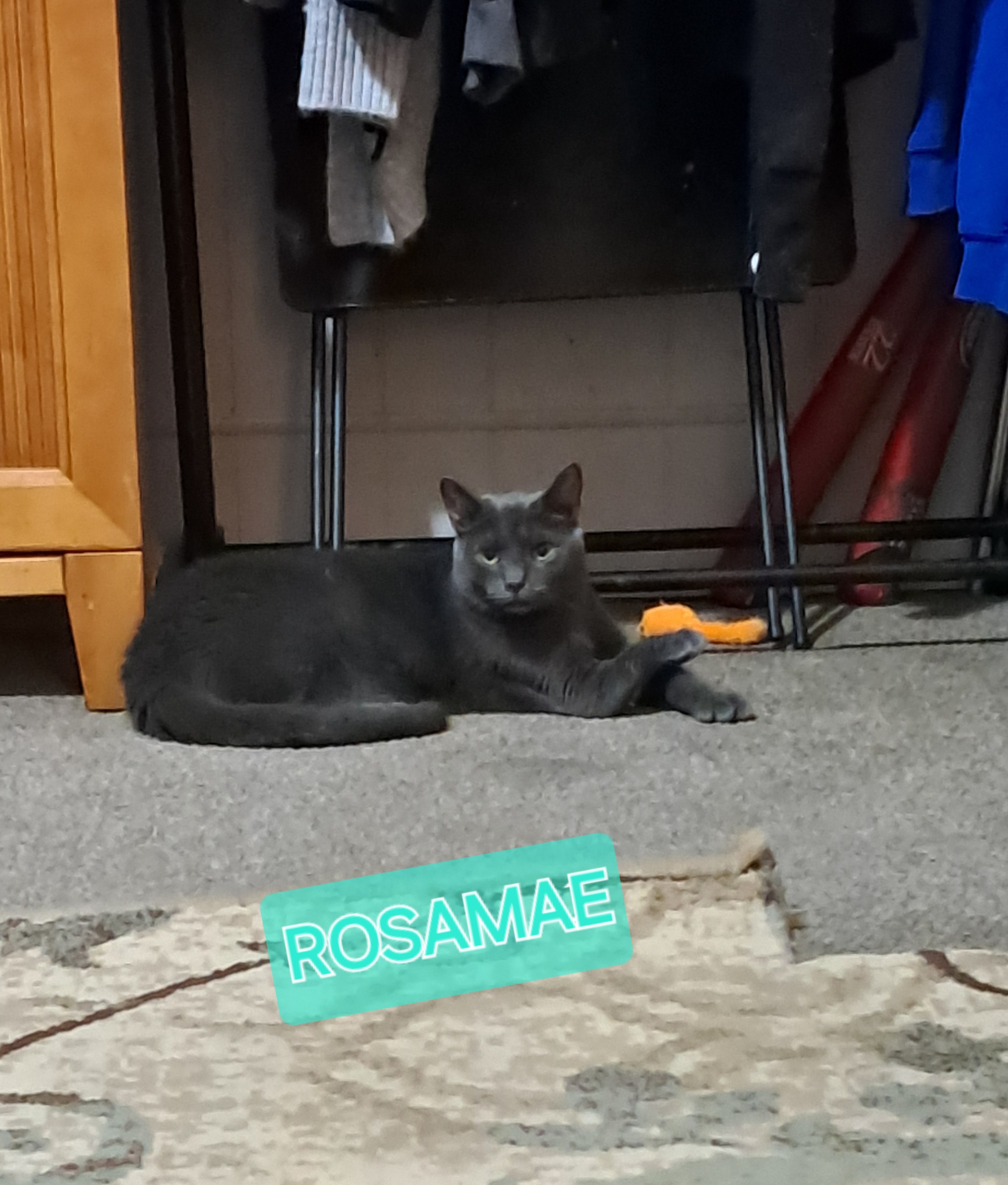 Rosa mae, a Adoptable Domestic Short Hair in Nanticoke, PA image 6/6