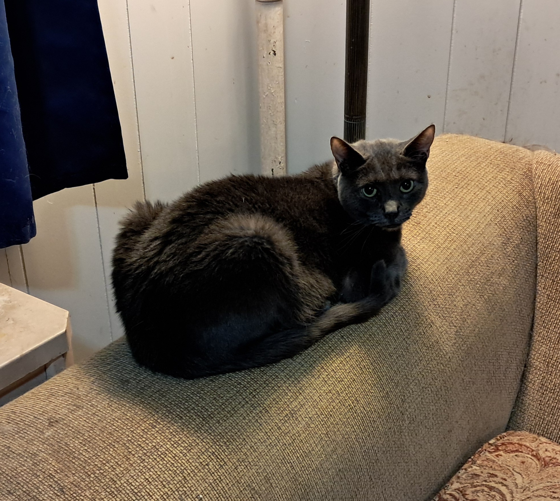 Rosa mae, a Adoptable Domestic Short Hair in Nanticoke, PA image 5/6