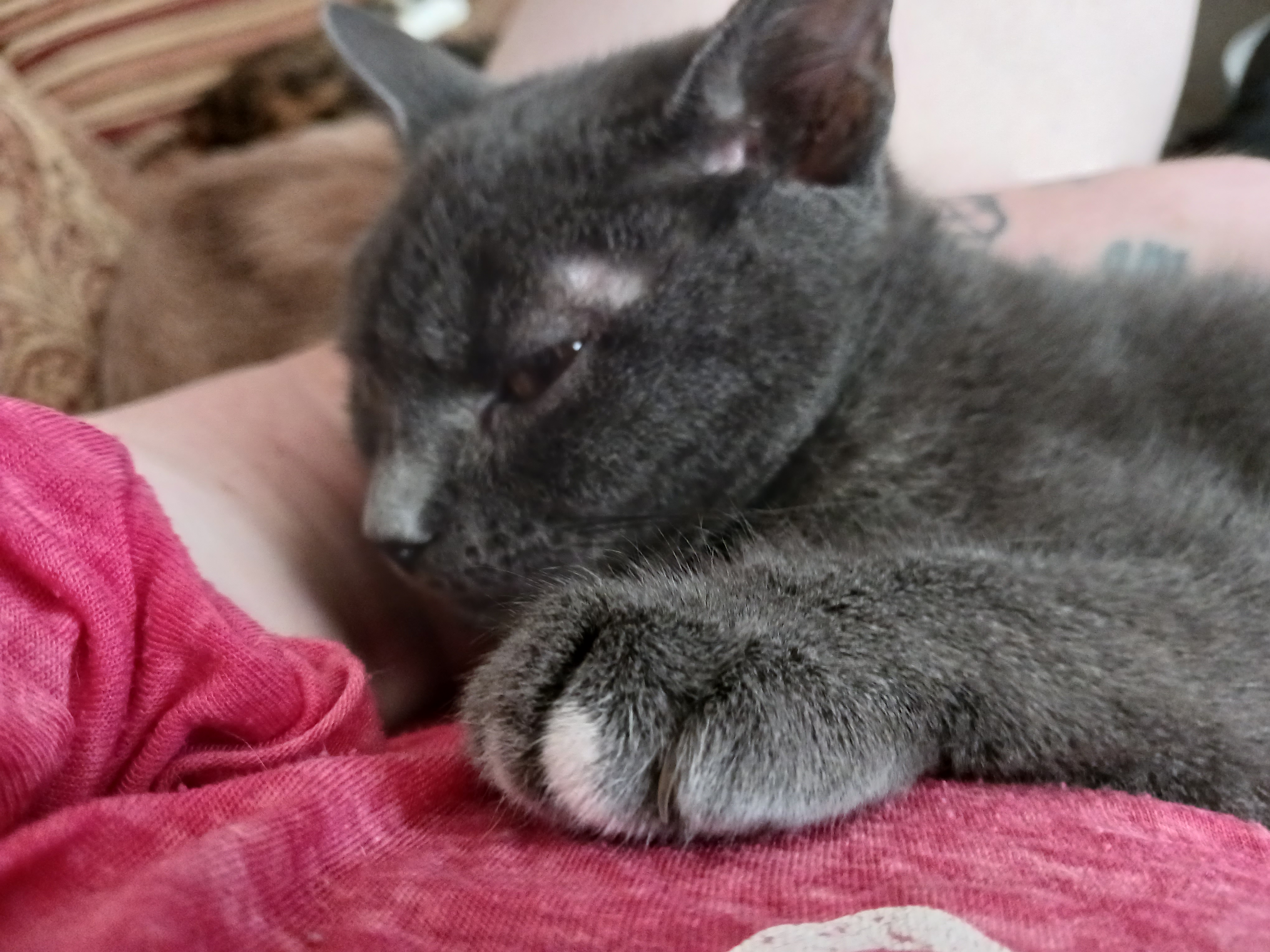 Rosa mae, Adoptable, Adult Female Domestic Short Hair.