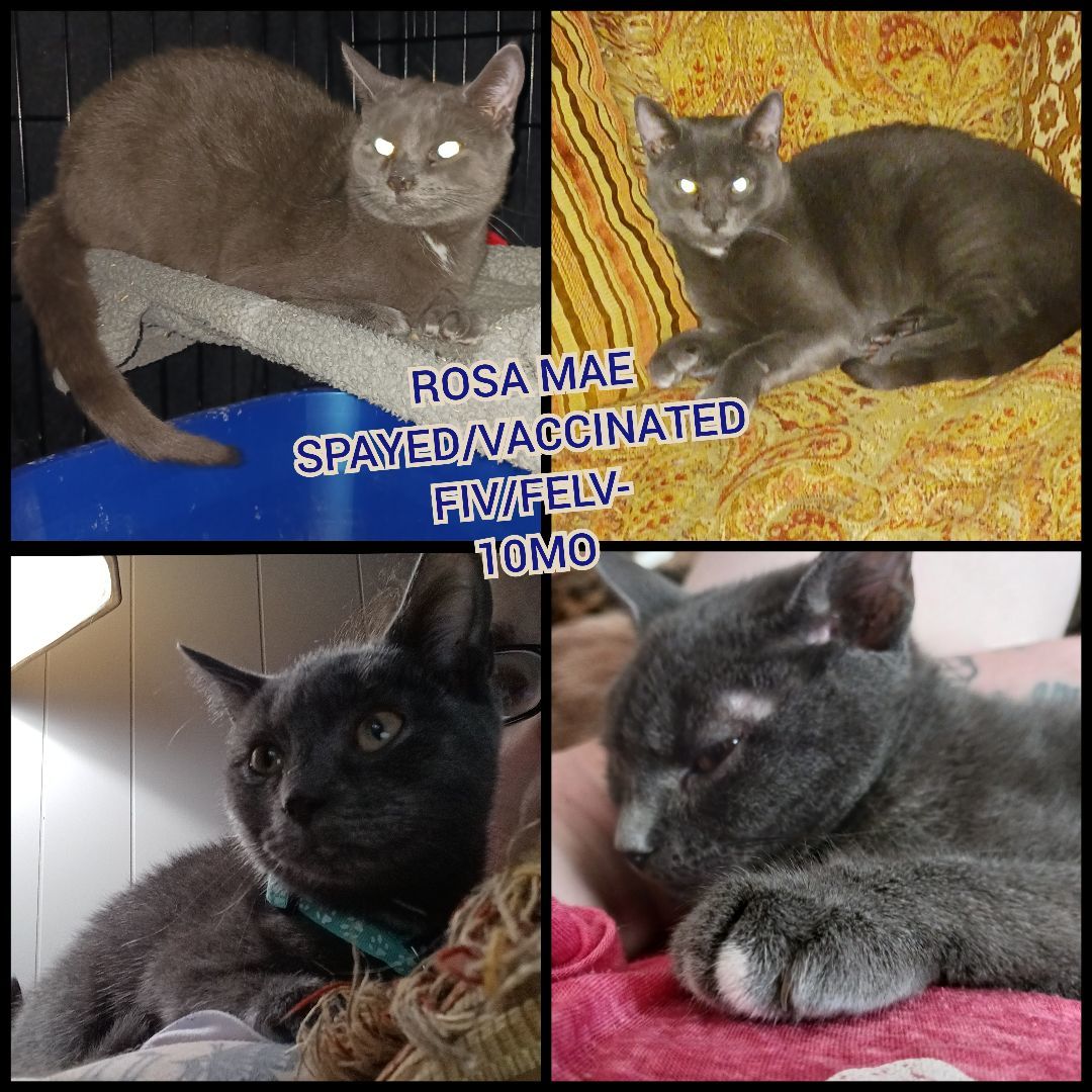 Rosa mae, a Adoptable Domestic Short Hair in Nanticoke, PA image 3/6