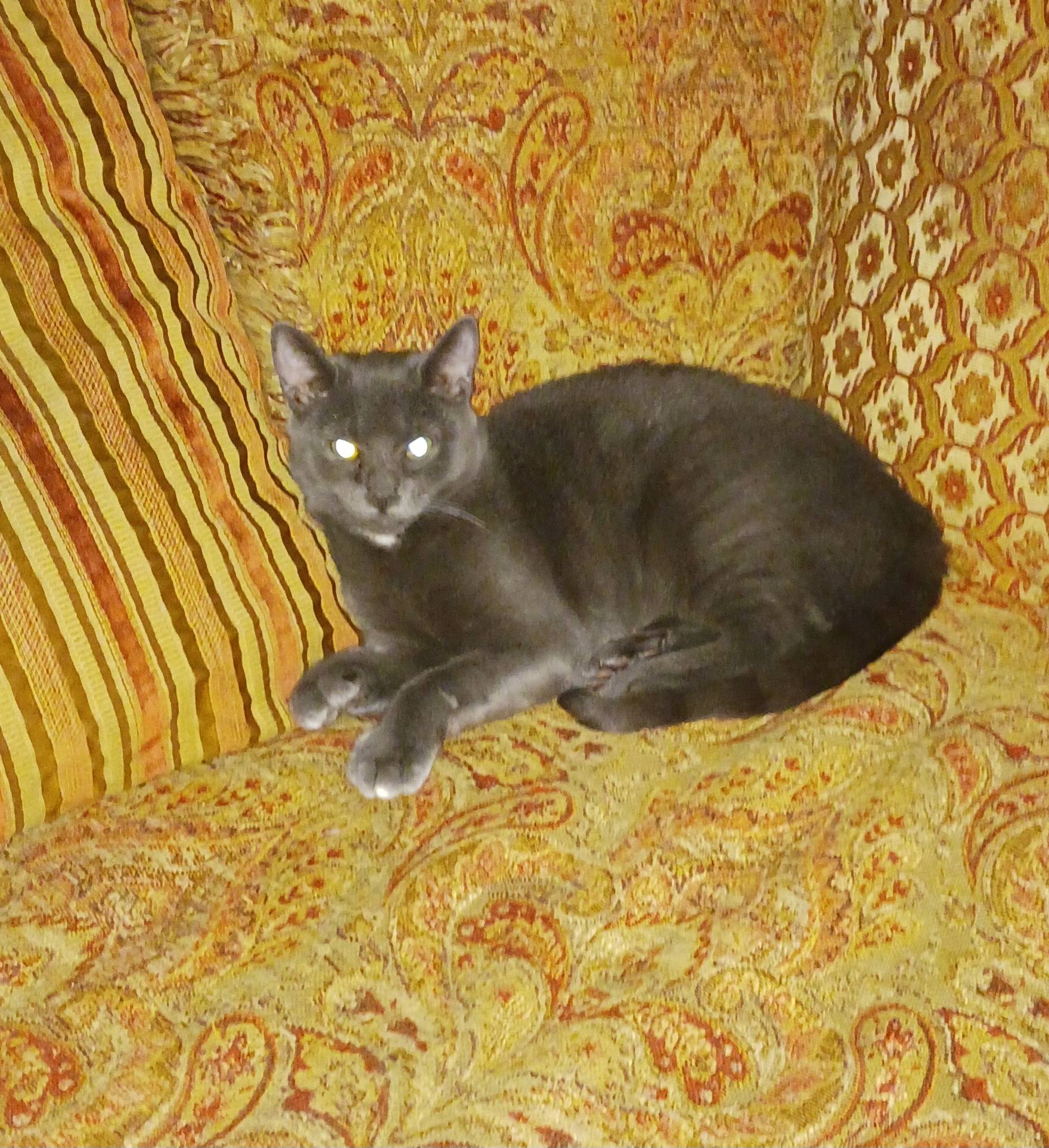 Rosa mae, a Adoptable Domestic Short Hair in Nanticoke, PA image 2/6