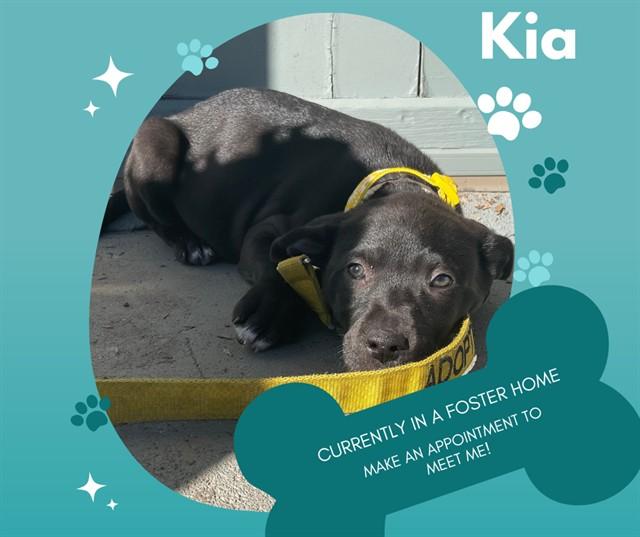 KIA, Adoptable, Puppy Female Pit Bull Terrier.