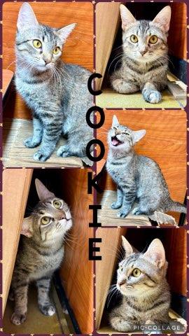 Enlarge COOKIE, a Adoptable Tabby in Lawton, OK image 1/1