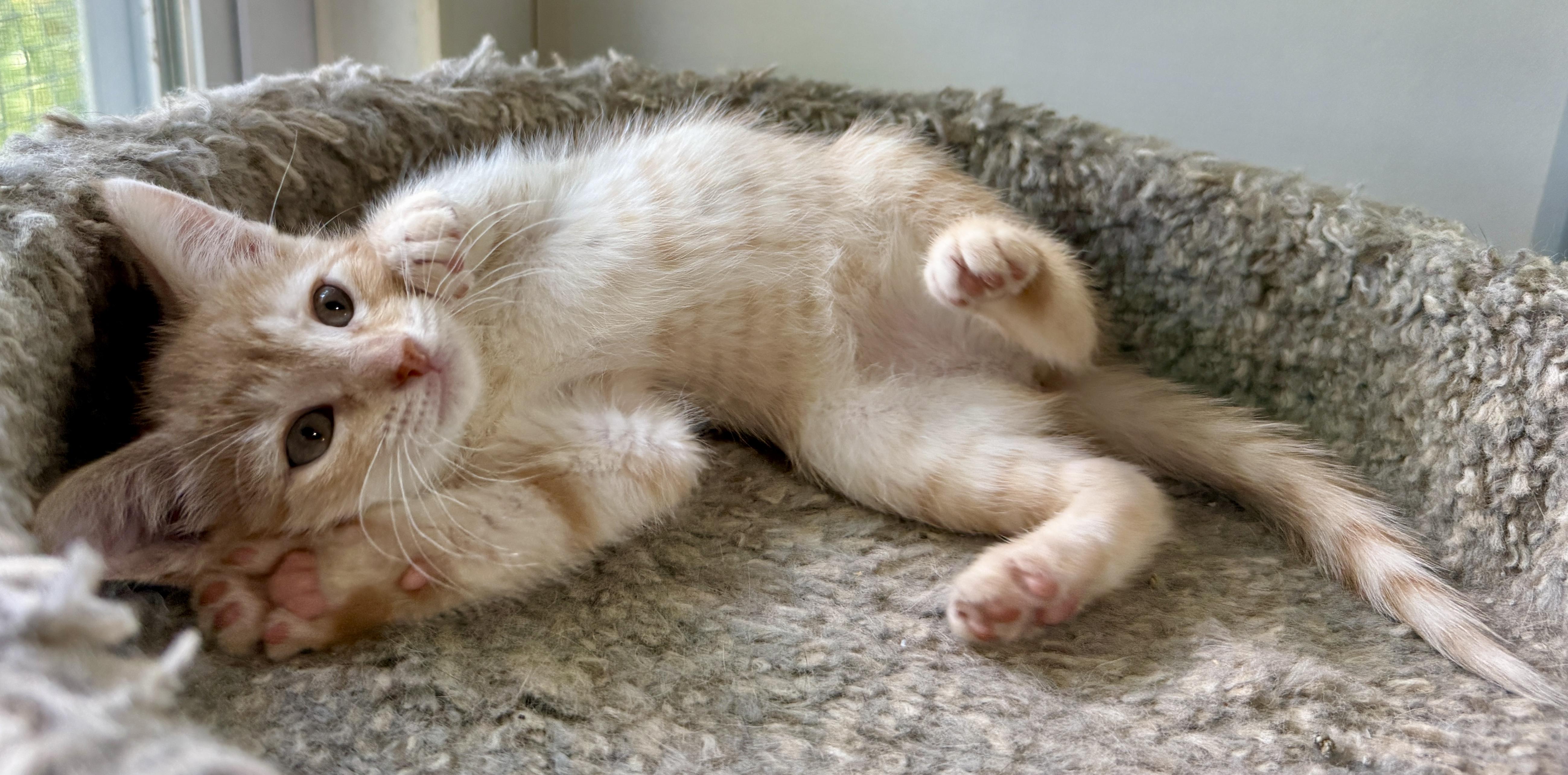 Trudy, an adopted Domestic Short Hair in Ashland, OH image 5/5