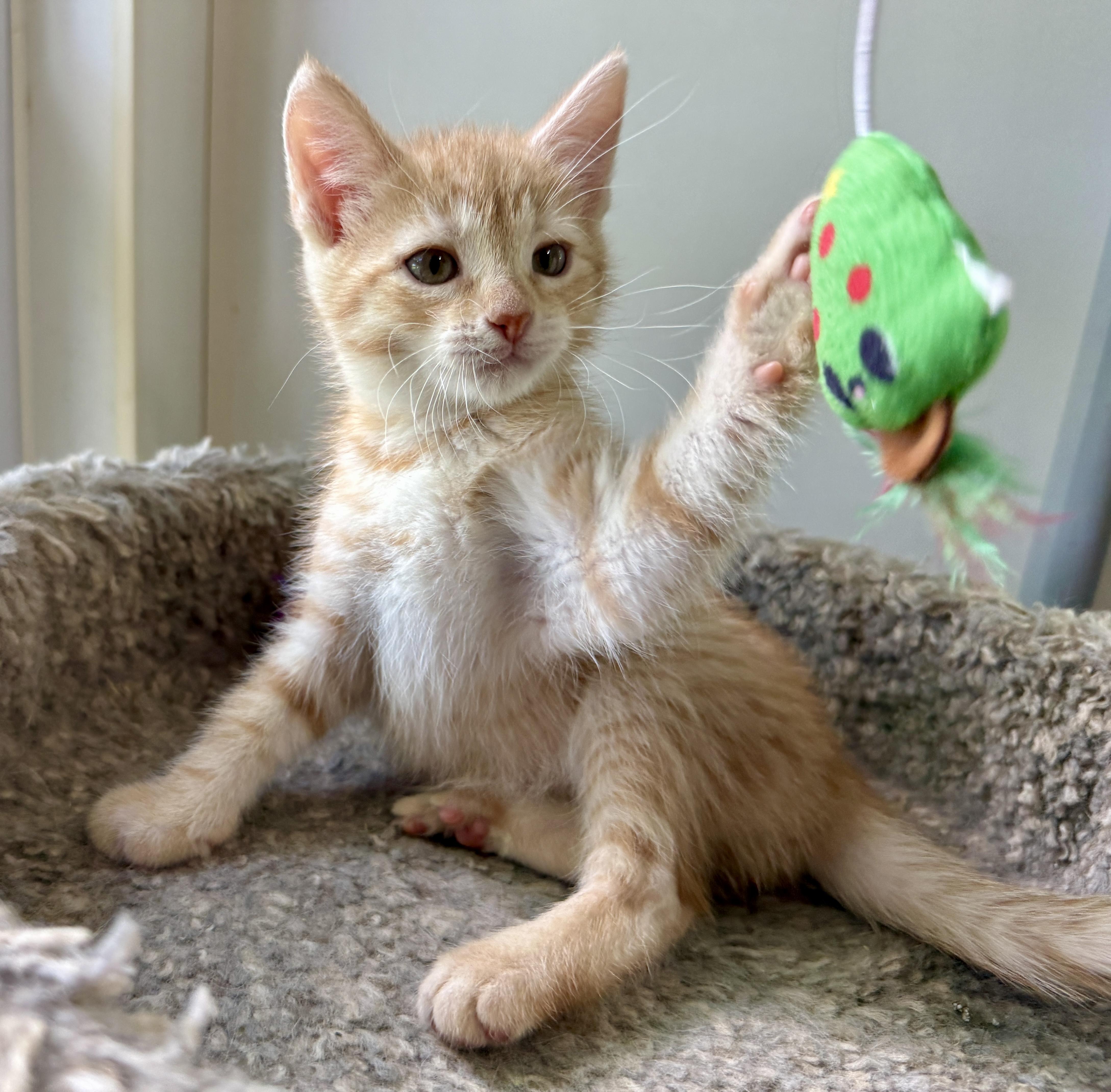 Trudy, an adopted Domestic Short Hair in Ashland, OH image 4/5