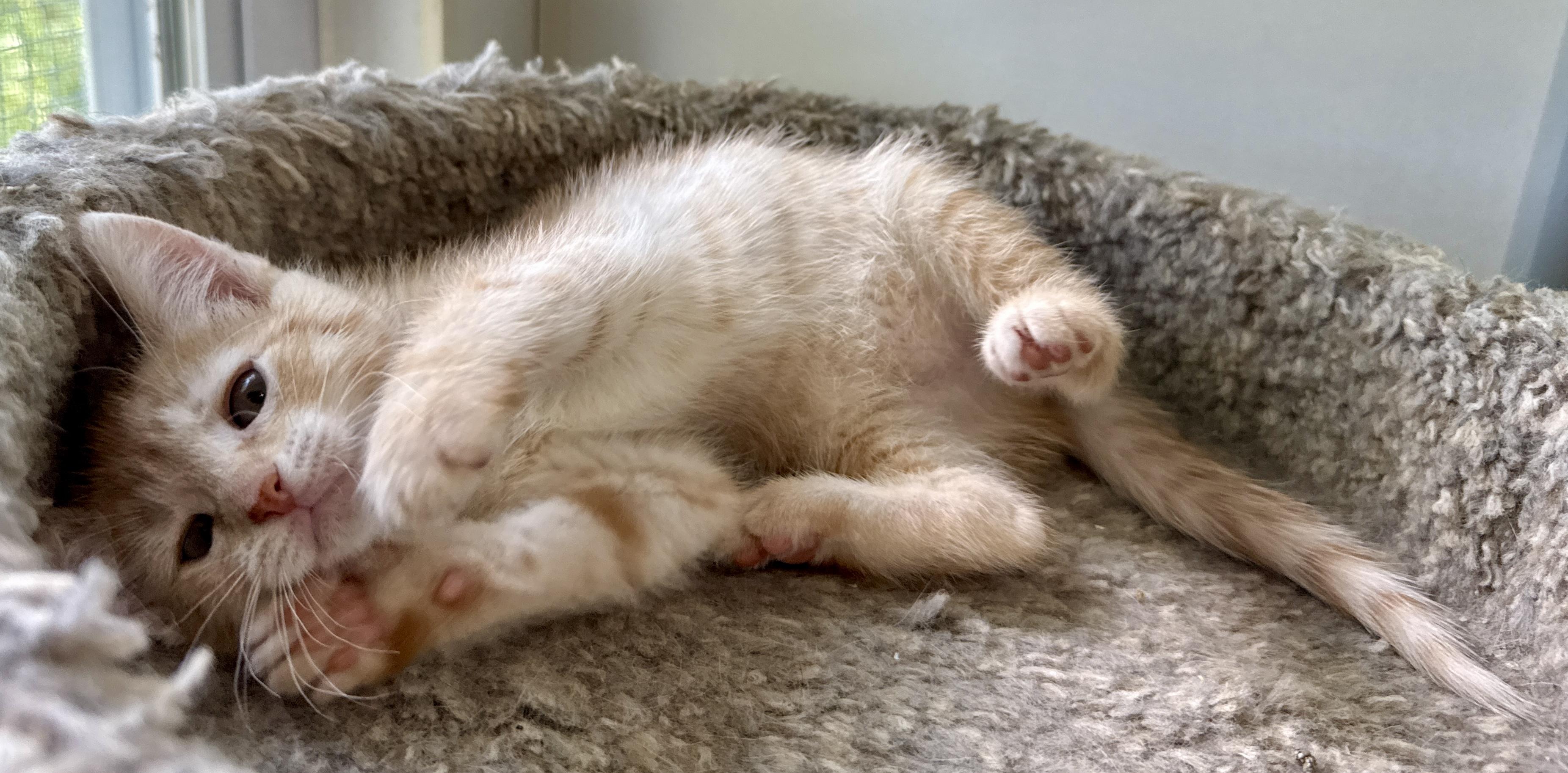 Trudy, an adopted Domestic Short Hair in Ashland, OH image 3/5