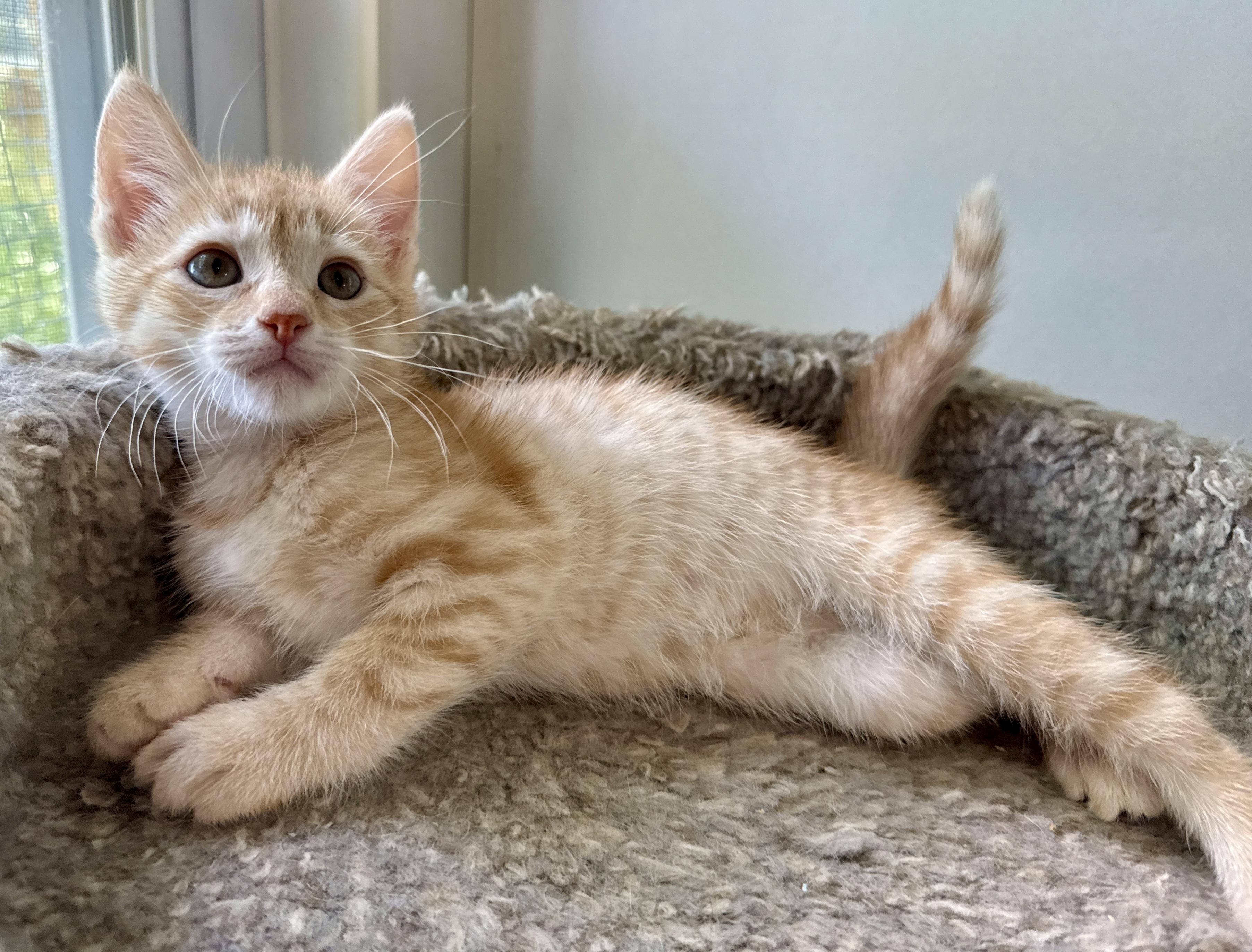Trudy, an adopted Domestic Short Hair in Ashland, OH image 2/5