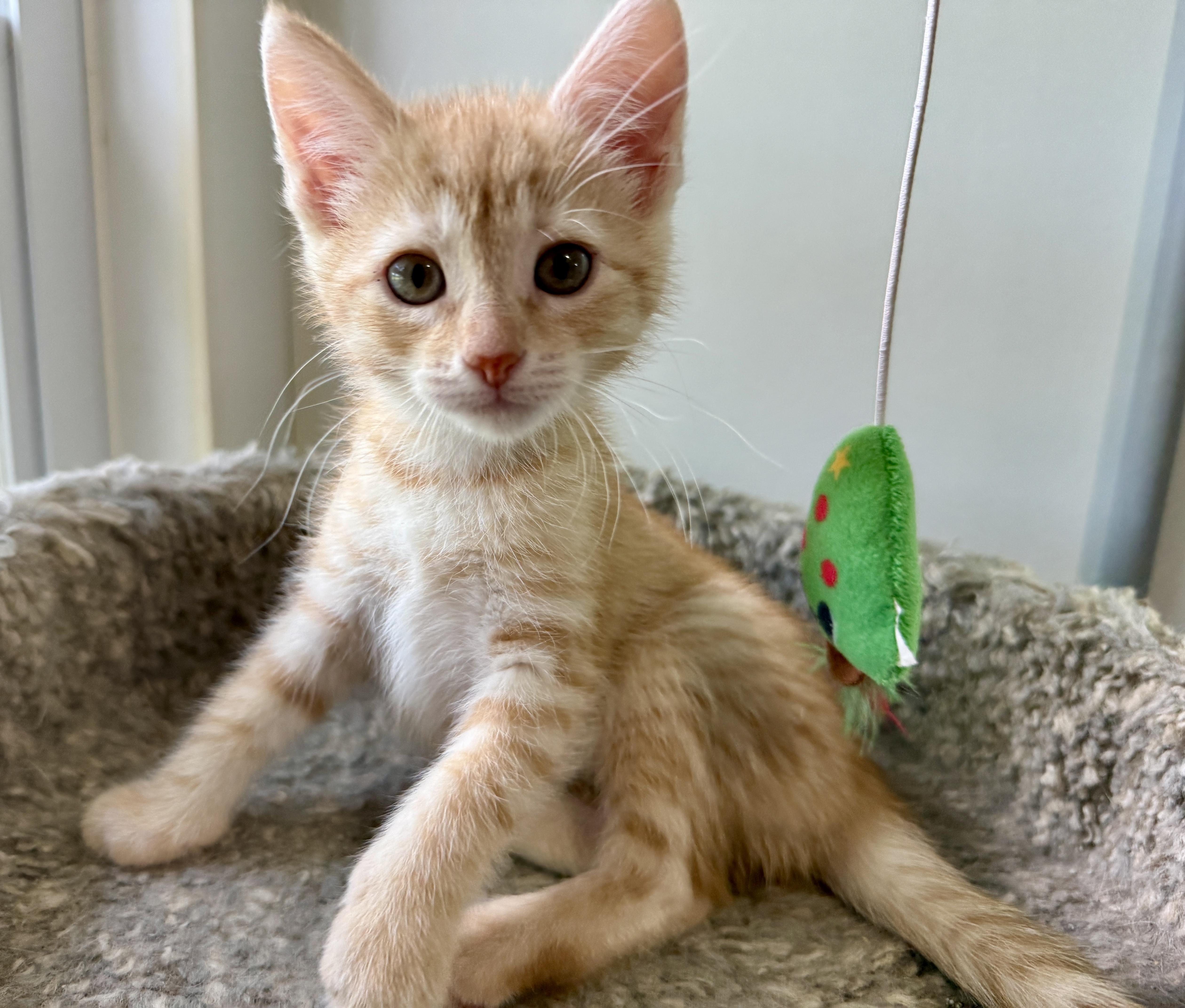Trudy, an adopted Domestic Short Hair in Ashland, OH image 1/5