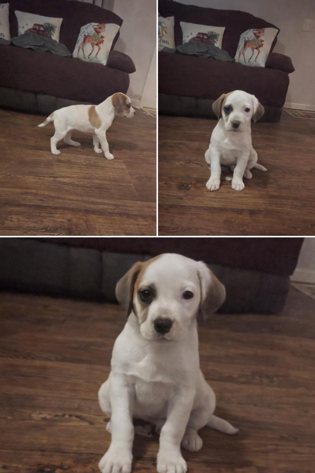 Enlarge Deliah, an adopted mixed breed in Newington, GA image 4/4
