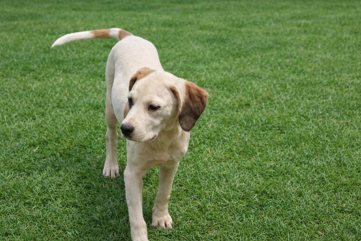 Enlarge Deliah, an adopted mixed breed in Newington, GA image 2/4