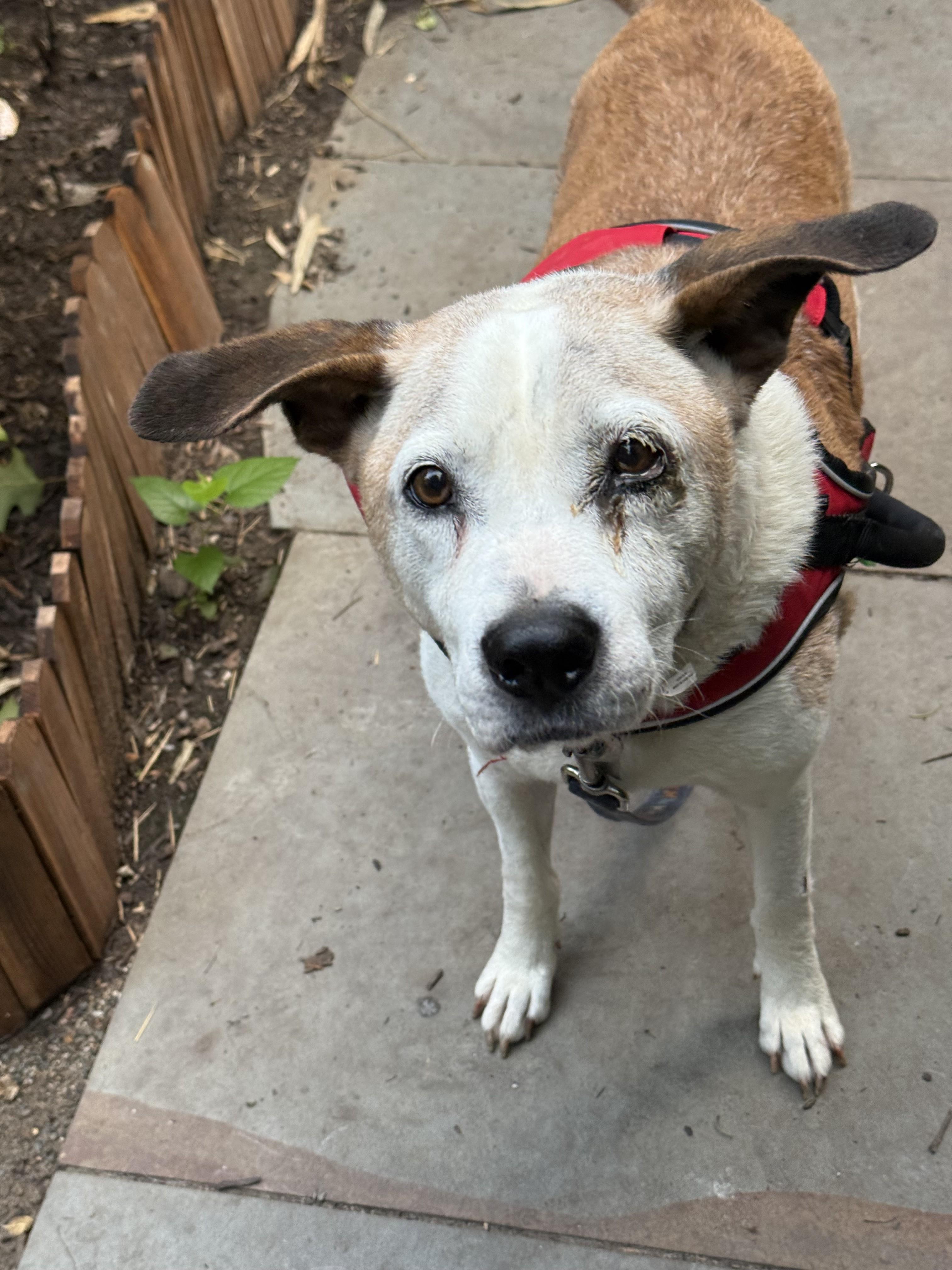 Enlarge Dom Adorable 8 y.o. Sweetheart, Low Maintenance, Turn Key Lived in a Home, a Adoptable mixed breed in Richmond, VA image 2/4