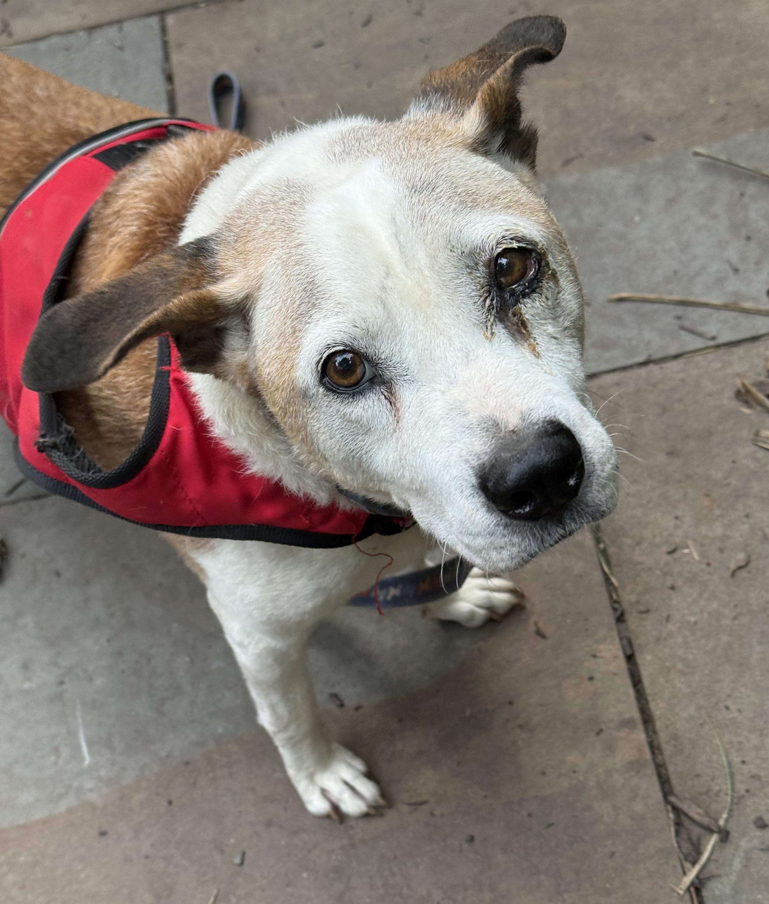 Enlarge Dom Adorable 8 y.o. Sweetheart, Low Maintenance, Turn Key Lived in a Home, a Adoptable mixed breed in Richmond, VA image 1/4