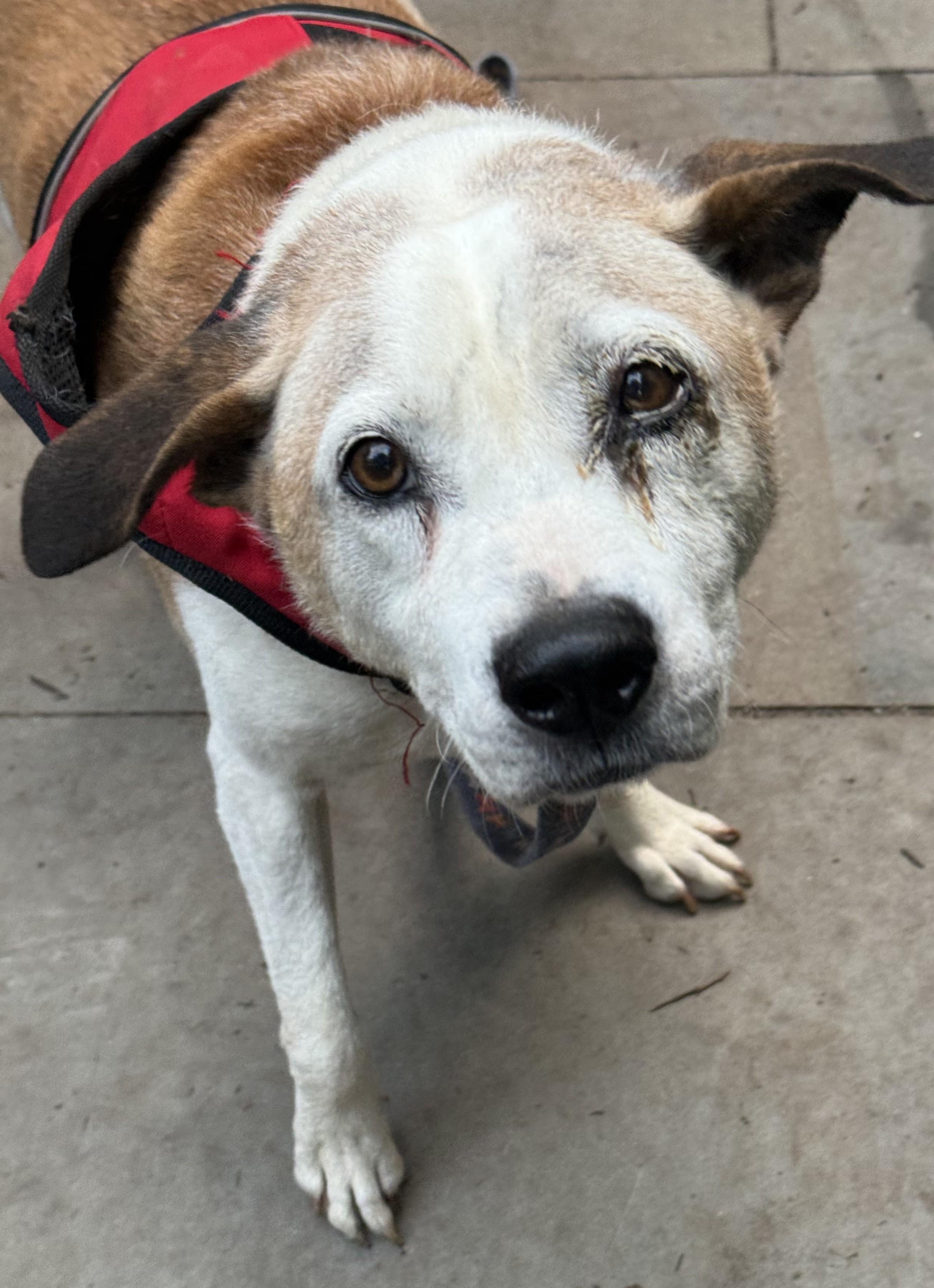 Enlarge Dom Adorable 8 y.o. Sweetheart, Low Maintenance, Turn Key Lived in a Home, a Adoptable mixed breed in Richmond, VA image 3/4