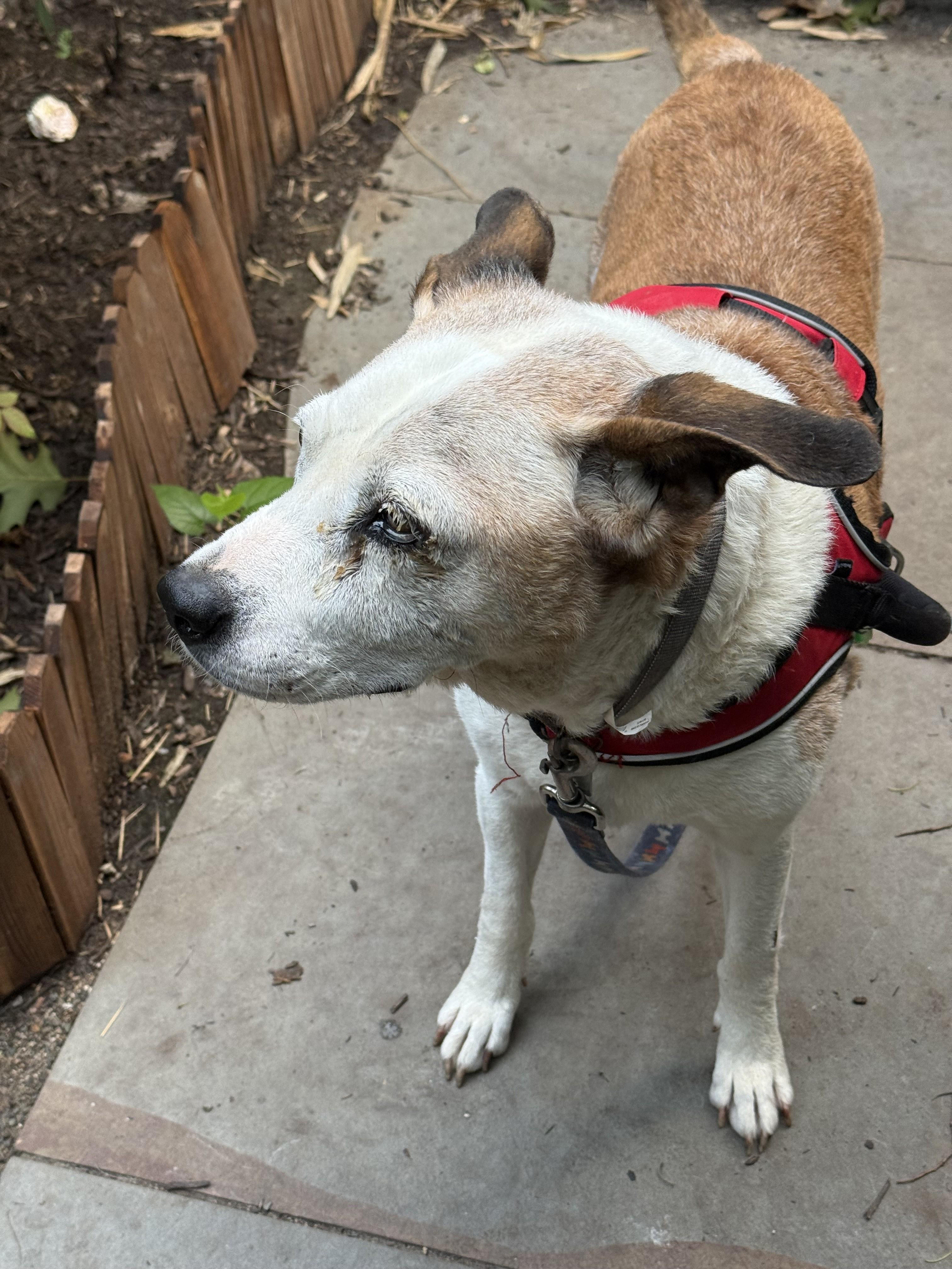 Enlarge Dom Adorable 8 y.o. Sweetheart, Low Maintenance, Turn Key Lived in a Home, a Adoptable mixed breed in Richmond, VA image 4/4