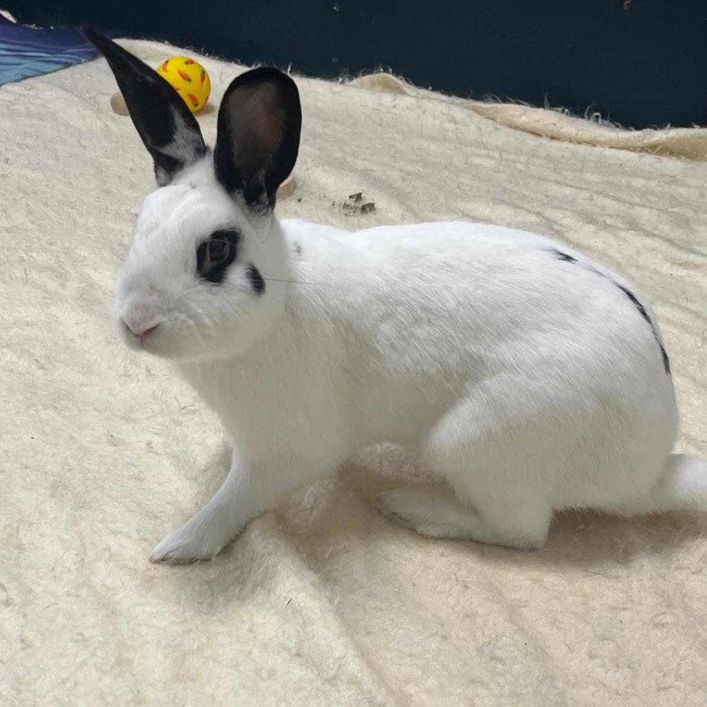 Poe, Adoptable, Young Male English Spot & Bunny Rabbit.