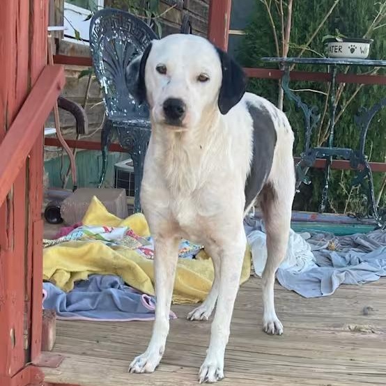 Enlarge Snoopy, a Adoptable mixed breed in Happy, TX image 1/1