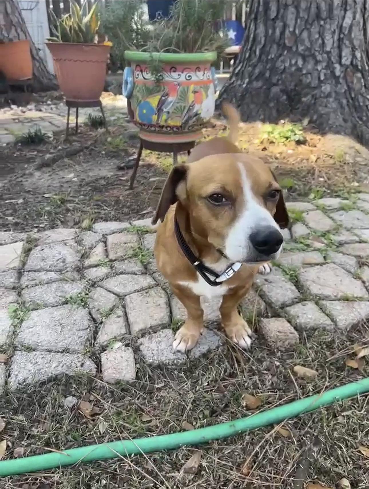 Enlarge Pickles, an adopted mixed breed in Humble, TX image 6/6