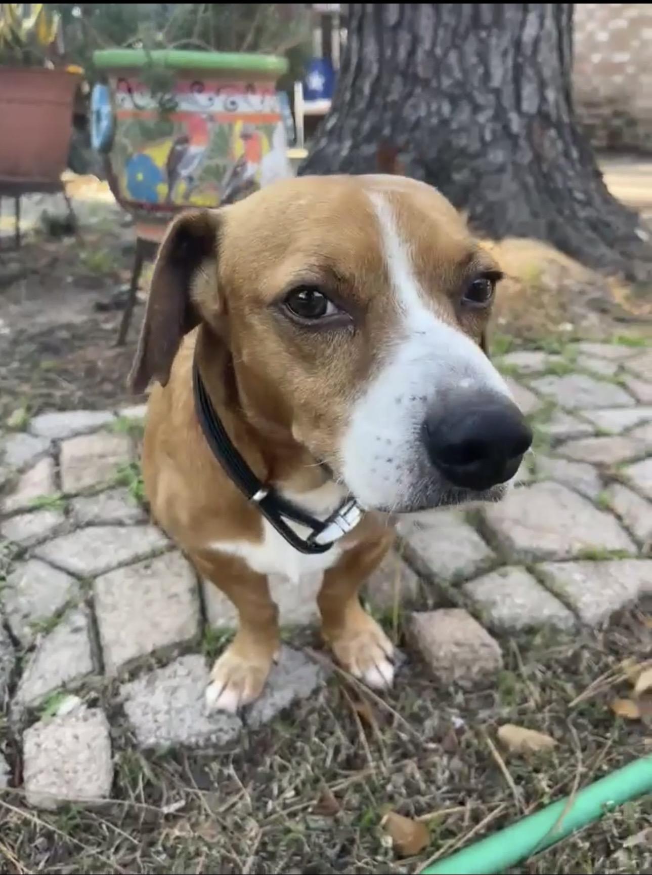 Enlarge Pickles, an adopted mixed breed in Humble, TX image 5/6