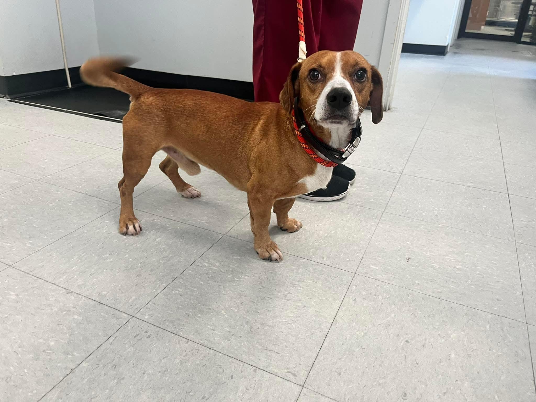 Enlarge Pickles, an adopted mixed breed in Humble, TX image 2/6