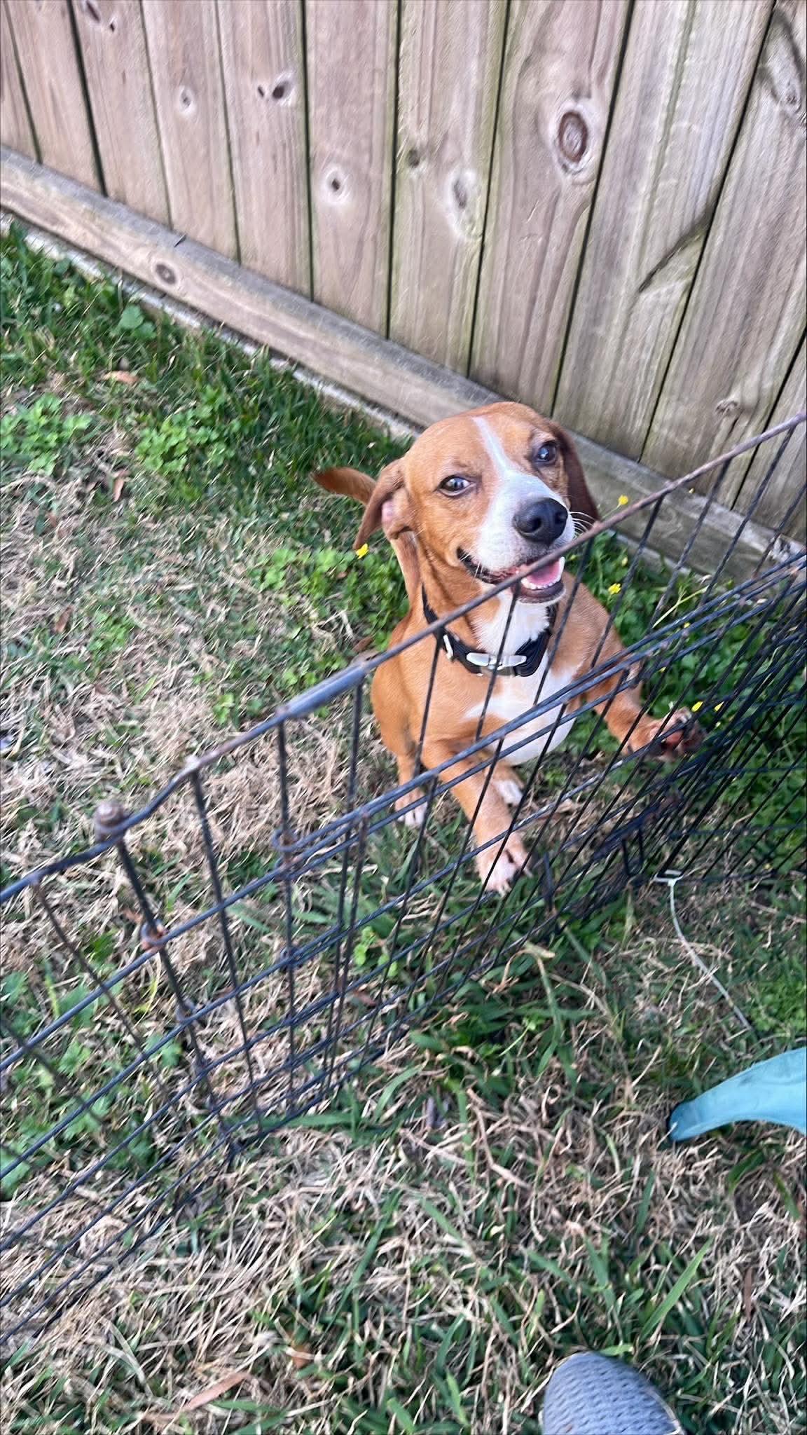 Enlarge Pickles, an adopted mixed breed in Humble, TX image 3/6
