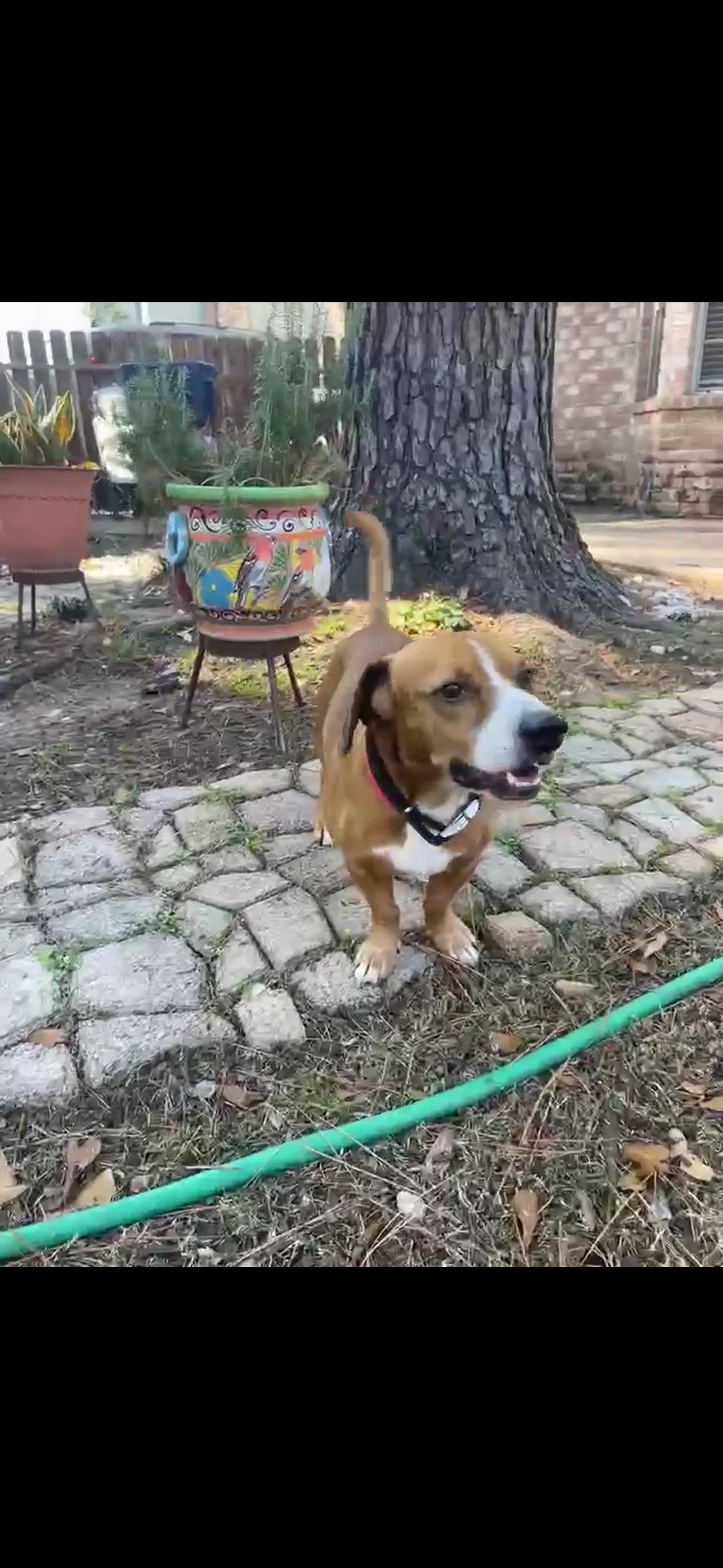 Enlarge Pickles, an adopted mixed breed in Humble, TX image 4/6